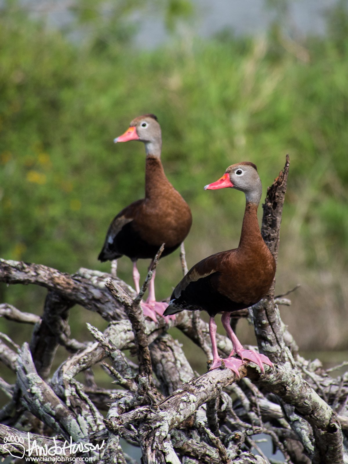 Black-bellied Whistling Ducks