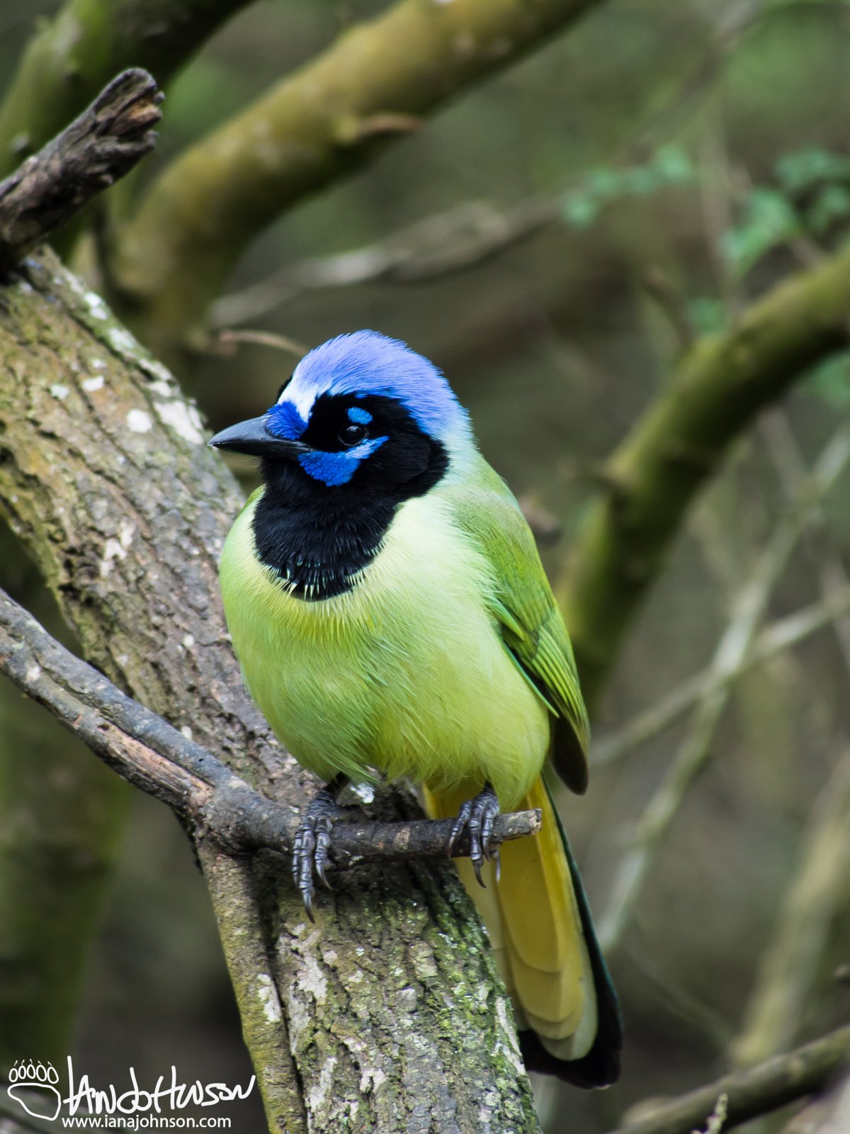 A stunning Green Jay