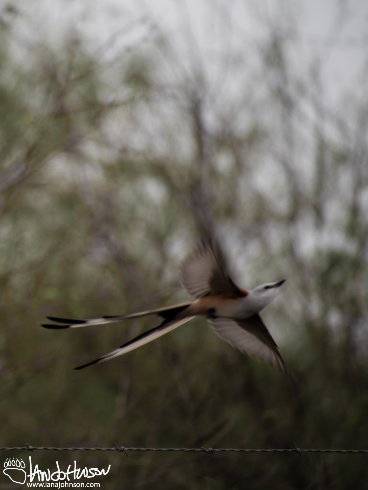 Scissors-tailed Flycatcher takes flight