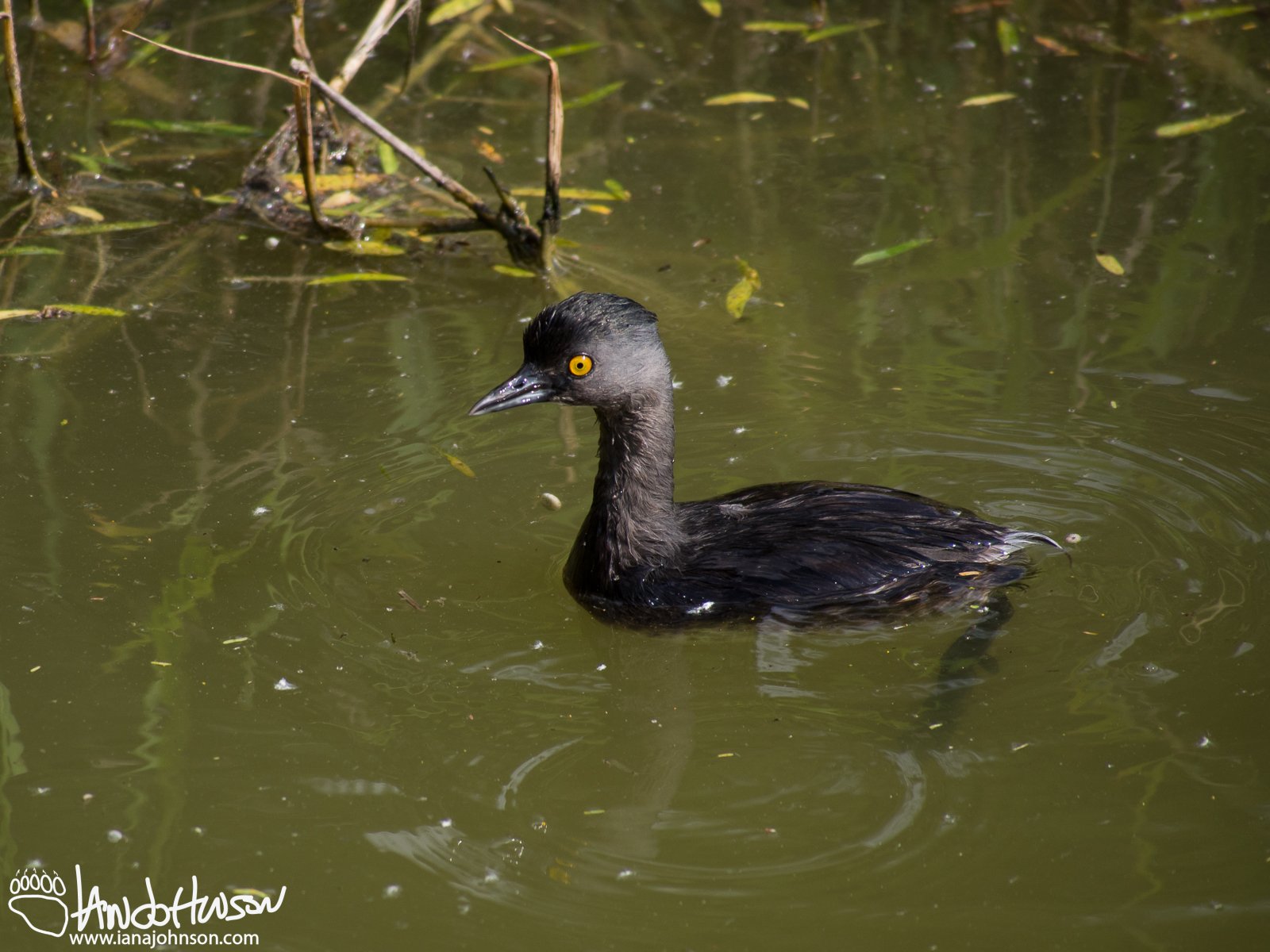 Least Grebe