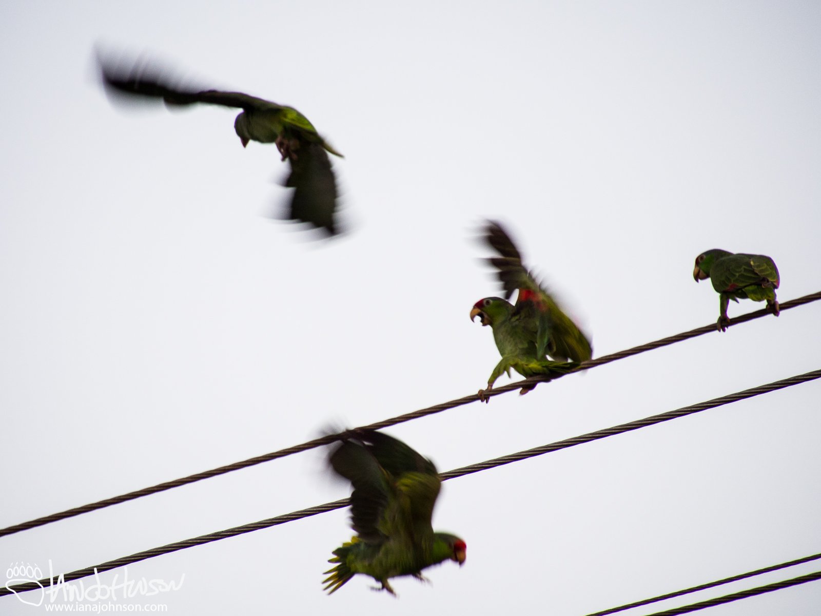 Roosted parrots having a frackas