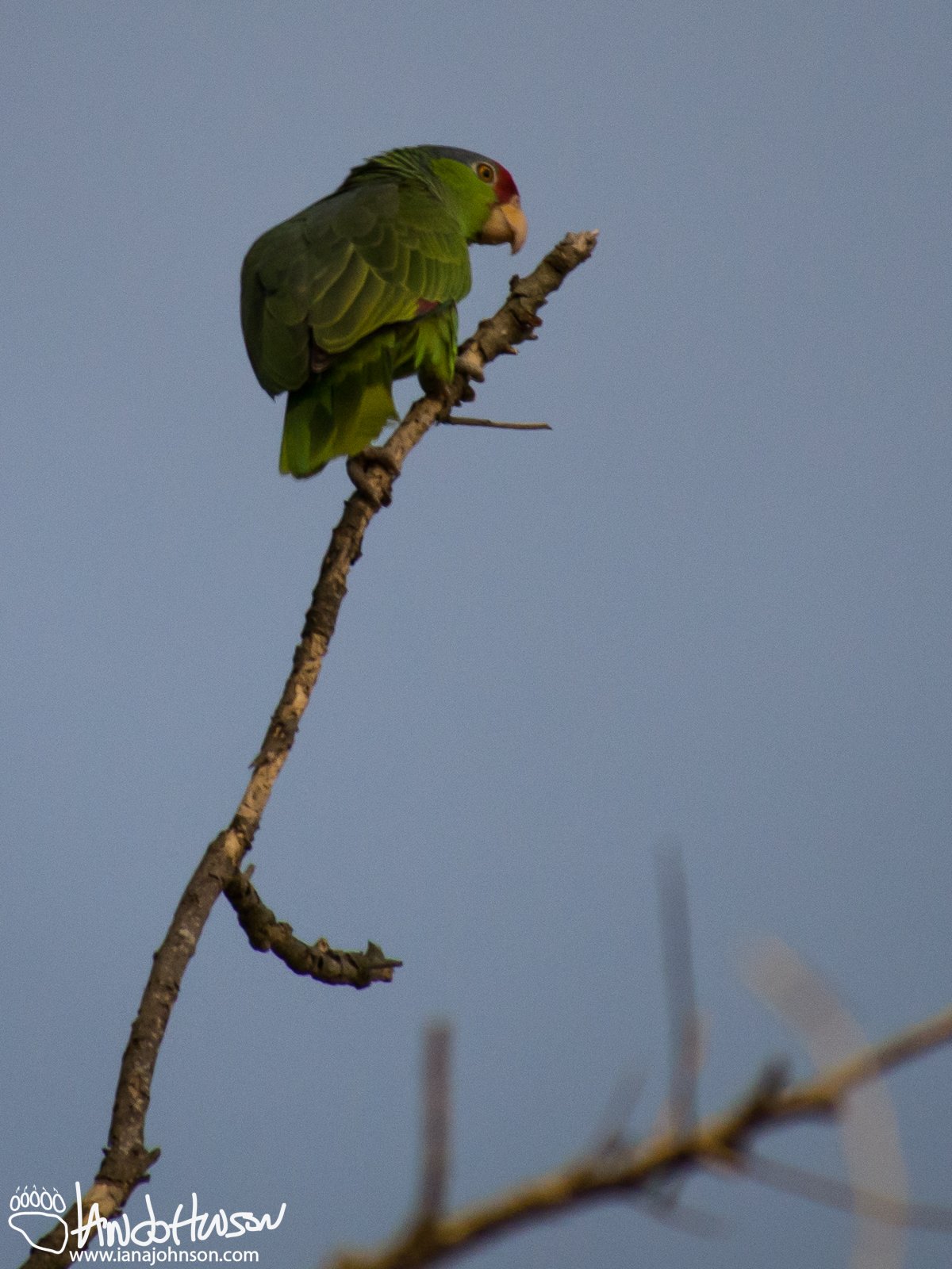 Red-crowned Parrot