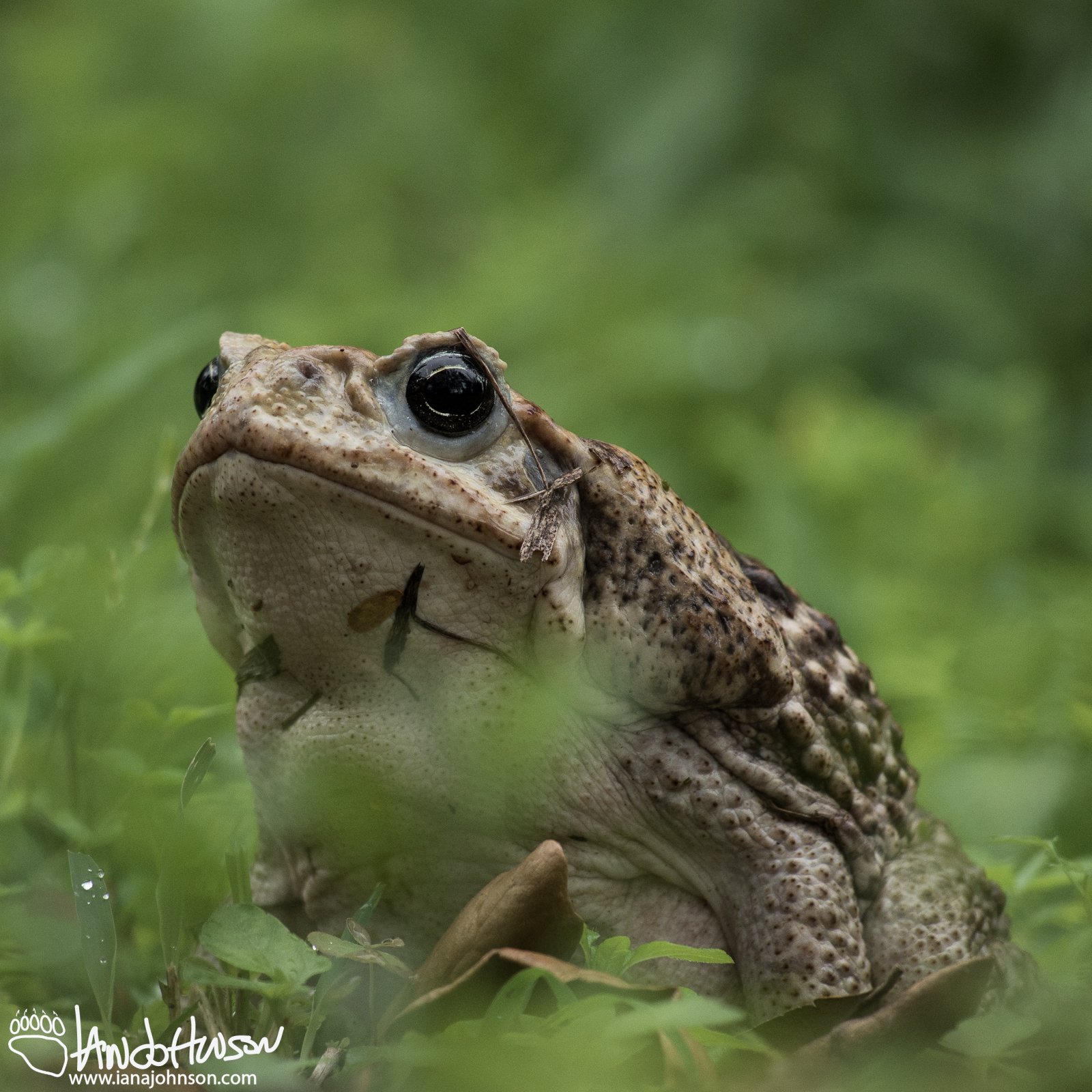 An invasive cane toad - about the size of a softball! That's a big toad!