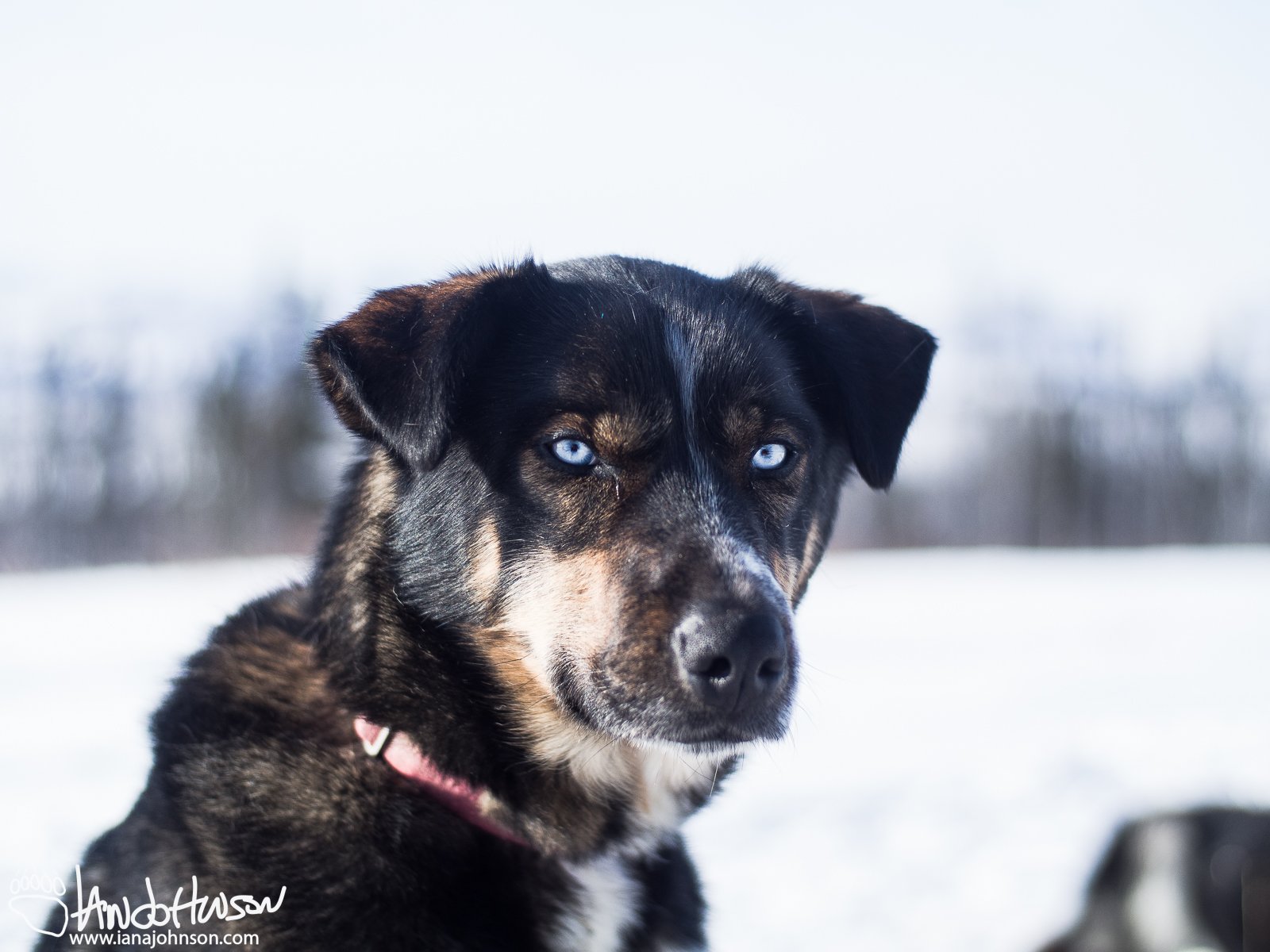 George : a goofy and fun loving dog