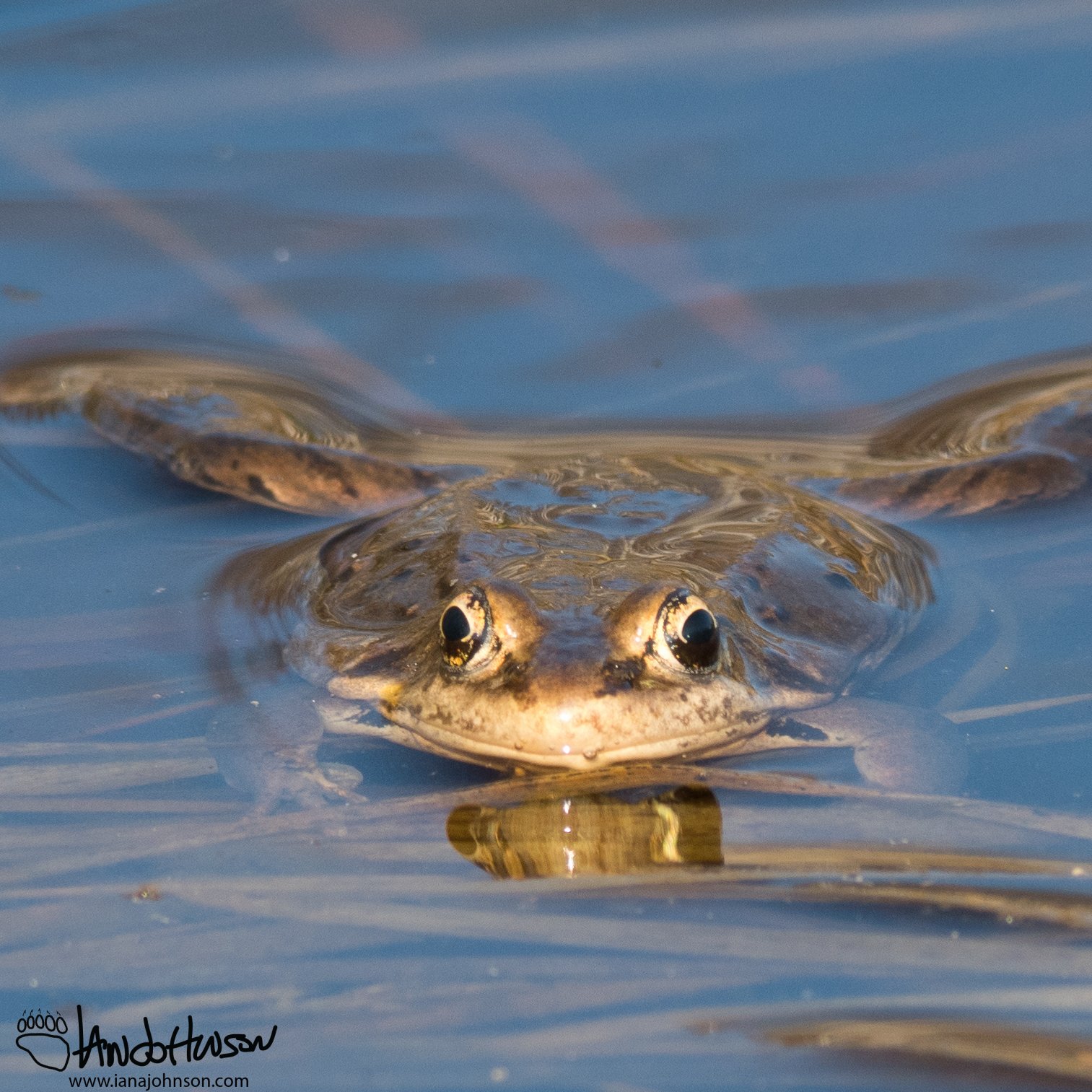 A wood frog takes a quick break between calls. My, what eyes he has!