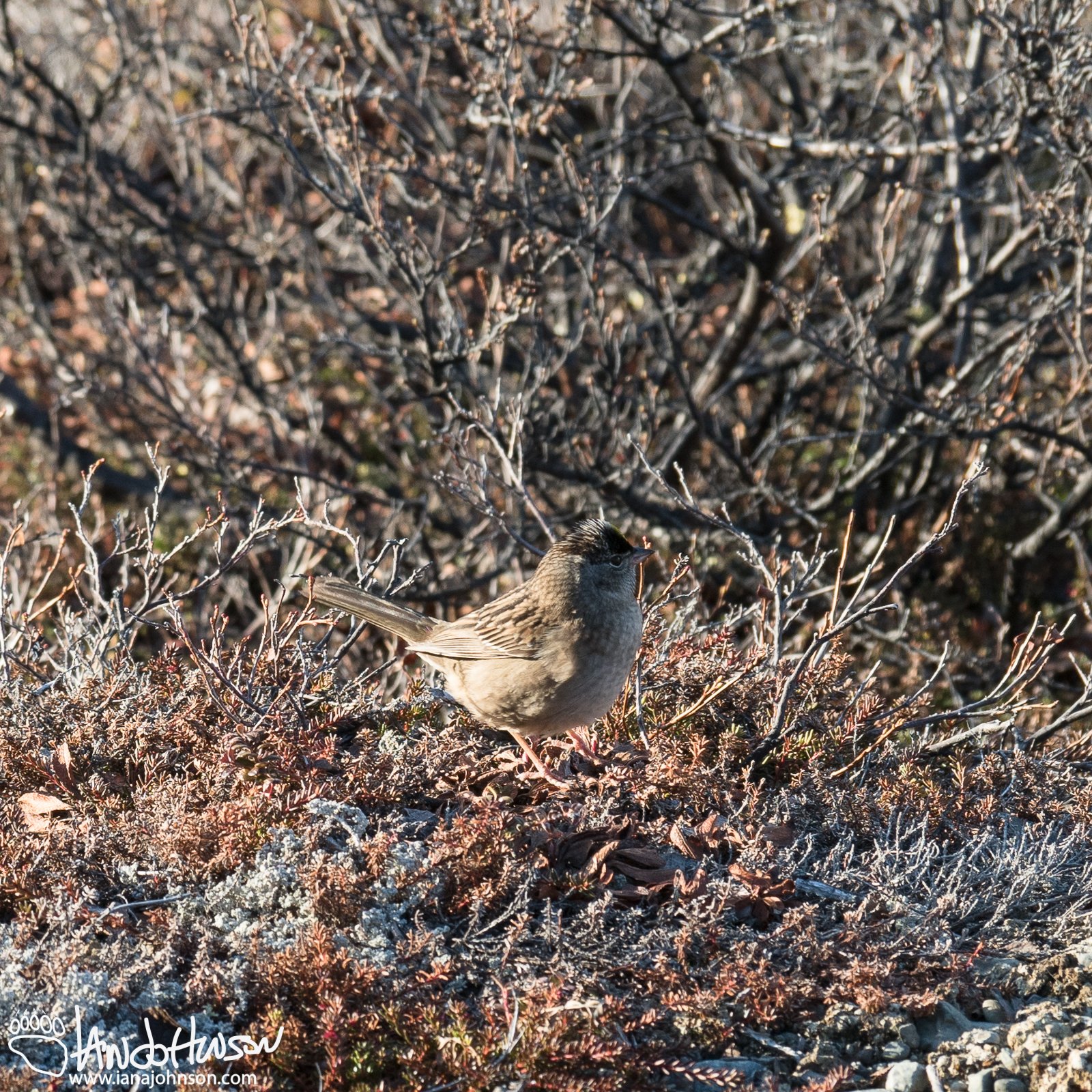 Lifer! Golden-crowned Sparrow :)