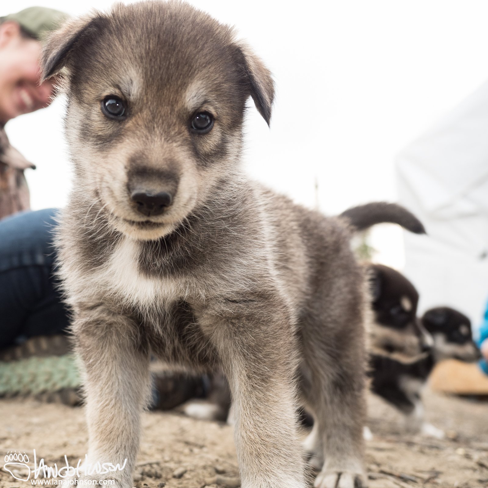 Alaskan Sled Dog Puppie