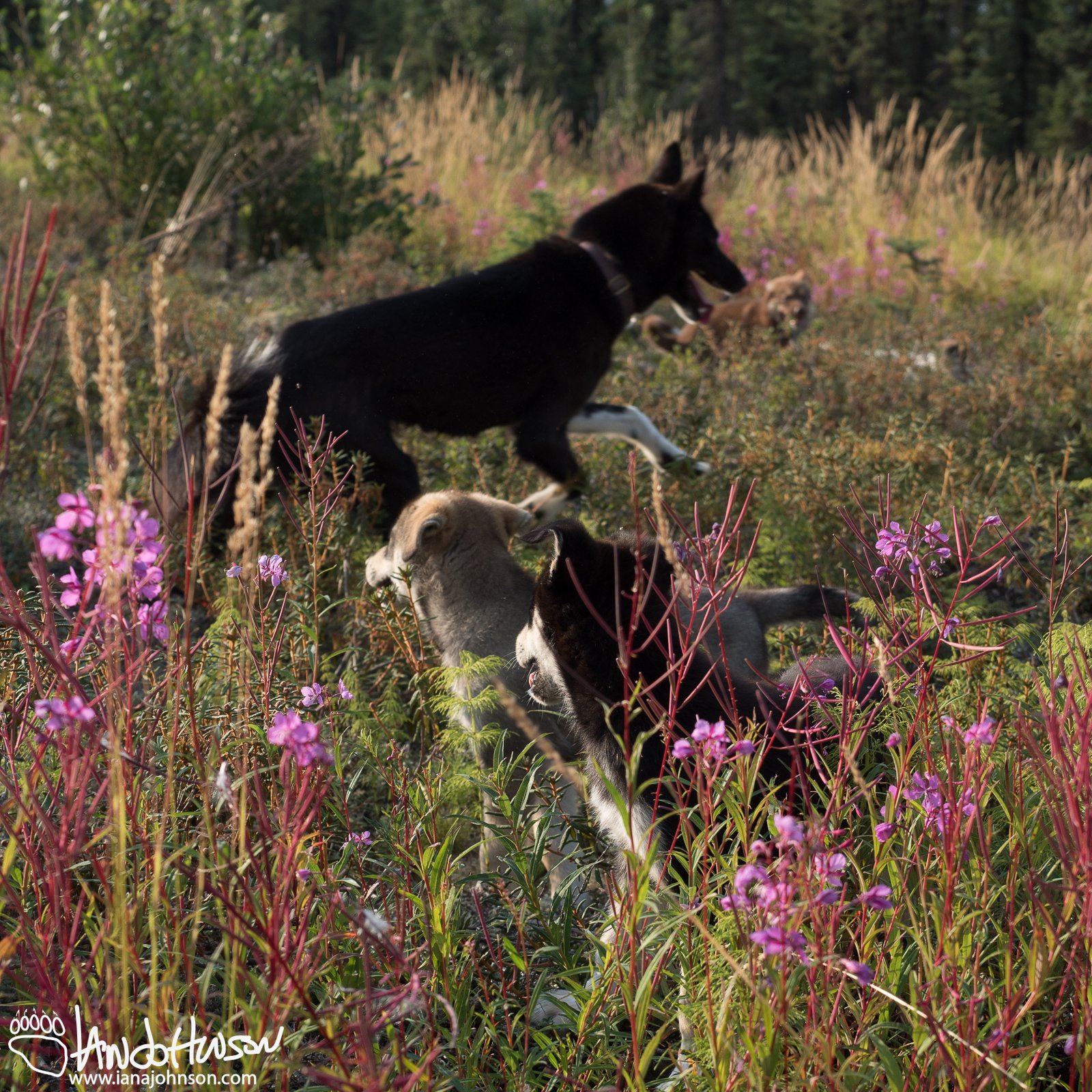 The sled dog pups are parrots two. They are checking back to see what Mom is doing before heading that way.