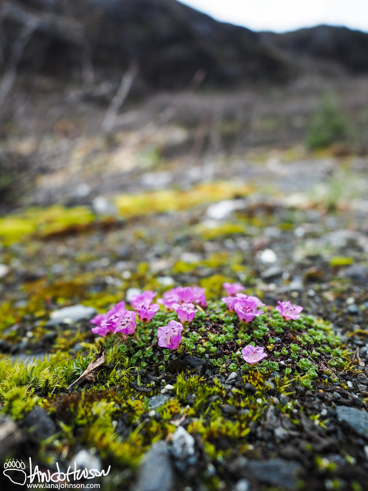 Purple Mountain Saxifrage, Saxifraga oppositifolia, Mendenhall Glacier Trail, Juneau, Alaska