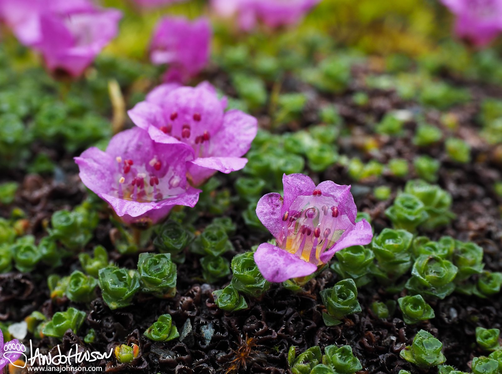 Purple Mountain Saxifrage, Saxifraga oppositifolia, Mendenhall Glacier Trail, Juneau, Alaska