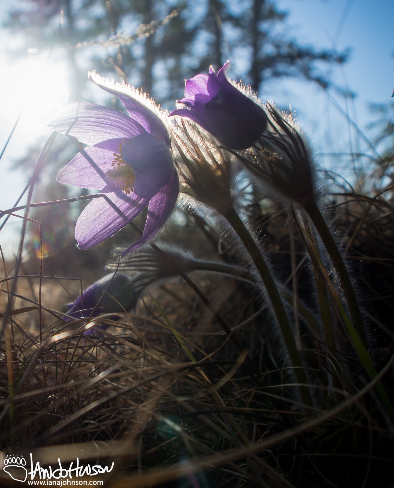 Pasqueflower (Pulsatilla patens), Fort Yukon, Alaska