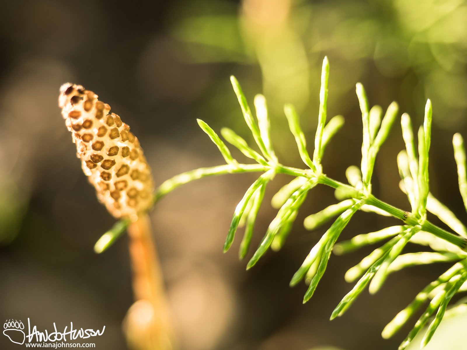 Horsetail, (Equisetum spp.), Creamers Field, Fairbanks, Alaska