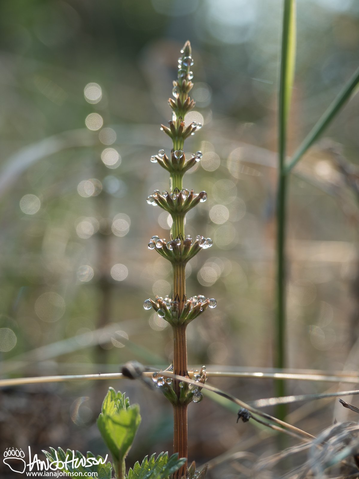 Horsetail, (Equisetum spp.), Porcupine River, Arctic National Wildlife Refuge, Alaska
