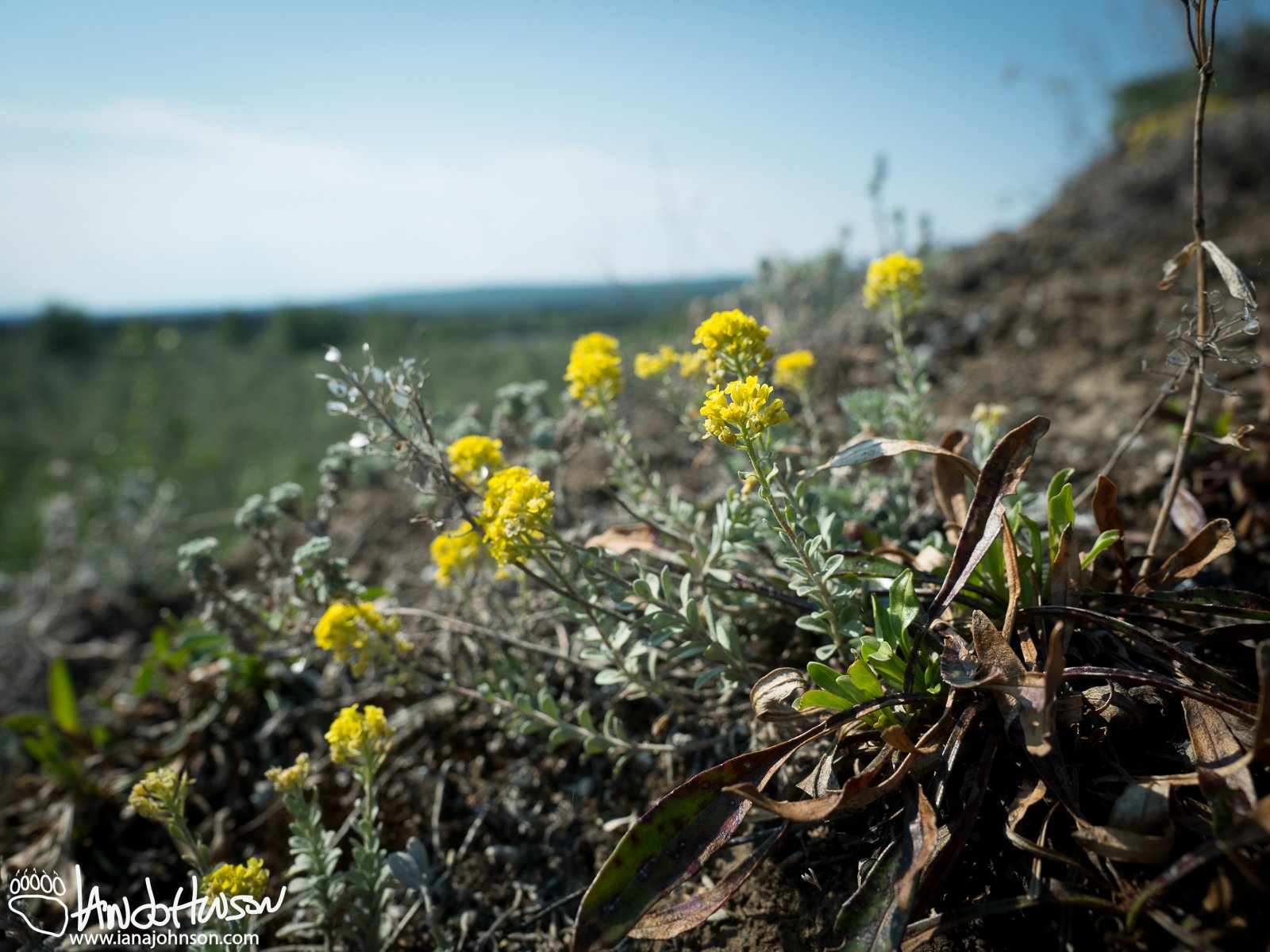 American Madwort (Alyssum obovatum), Porcupine River, Gates of the Arctic NWR, Alaska