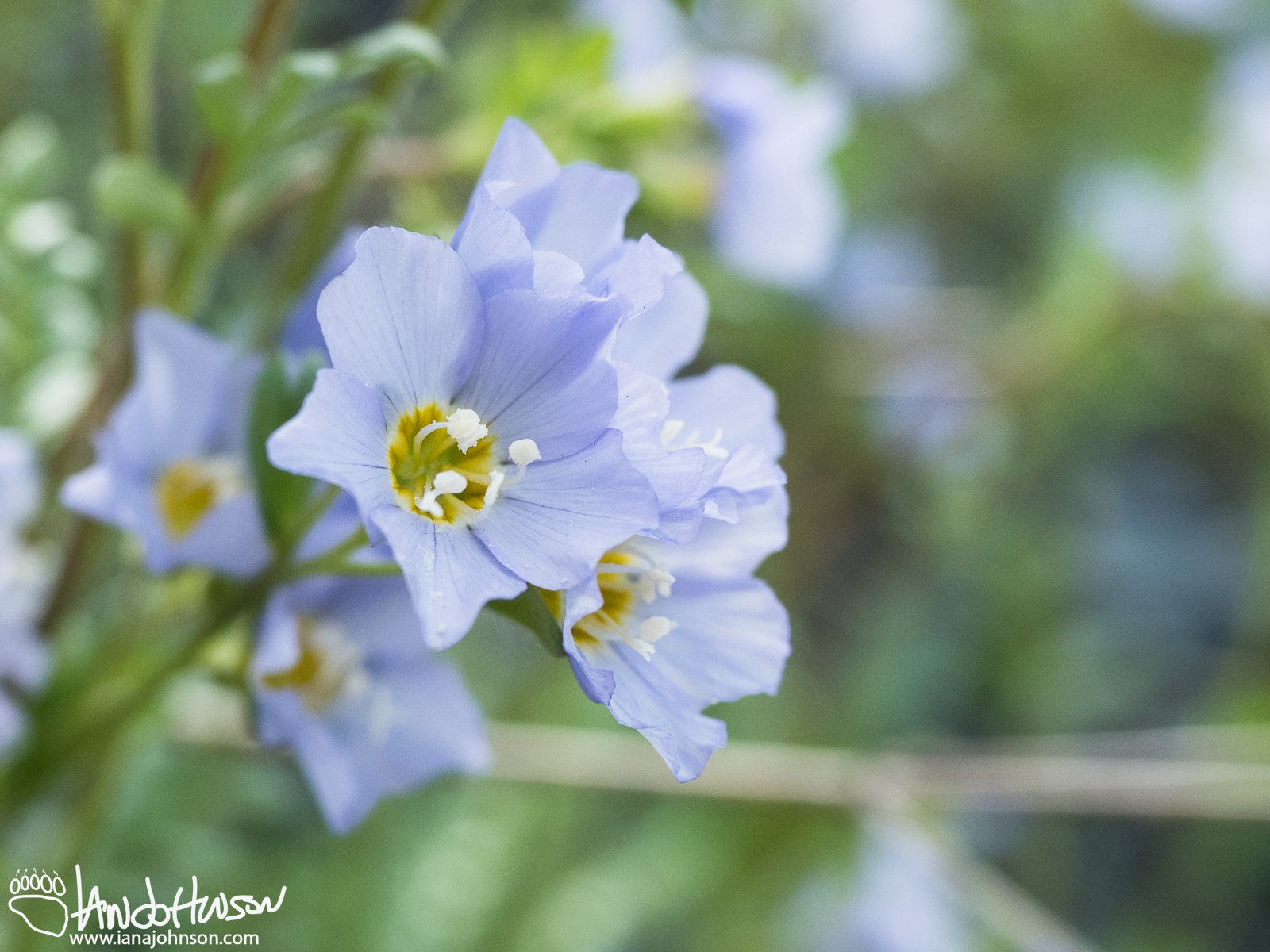 Northern Jacob's Ladder (Polemonium boreale), Porcupine River, Gates of the Arctic NWR, Alaska