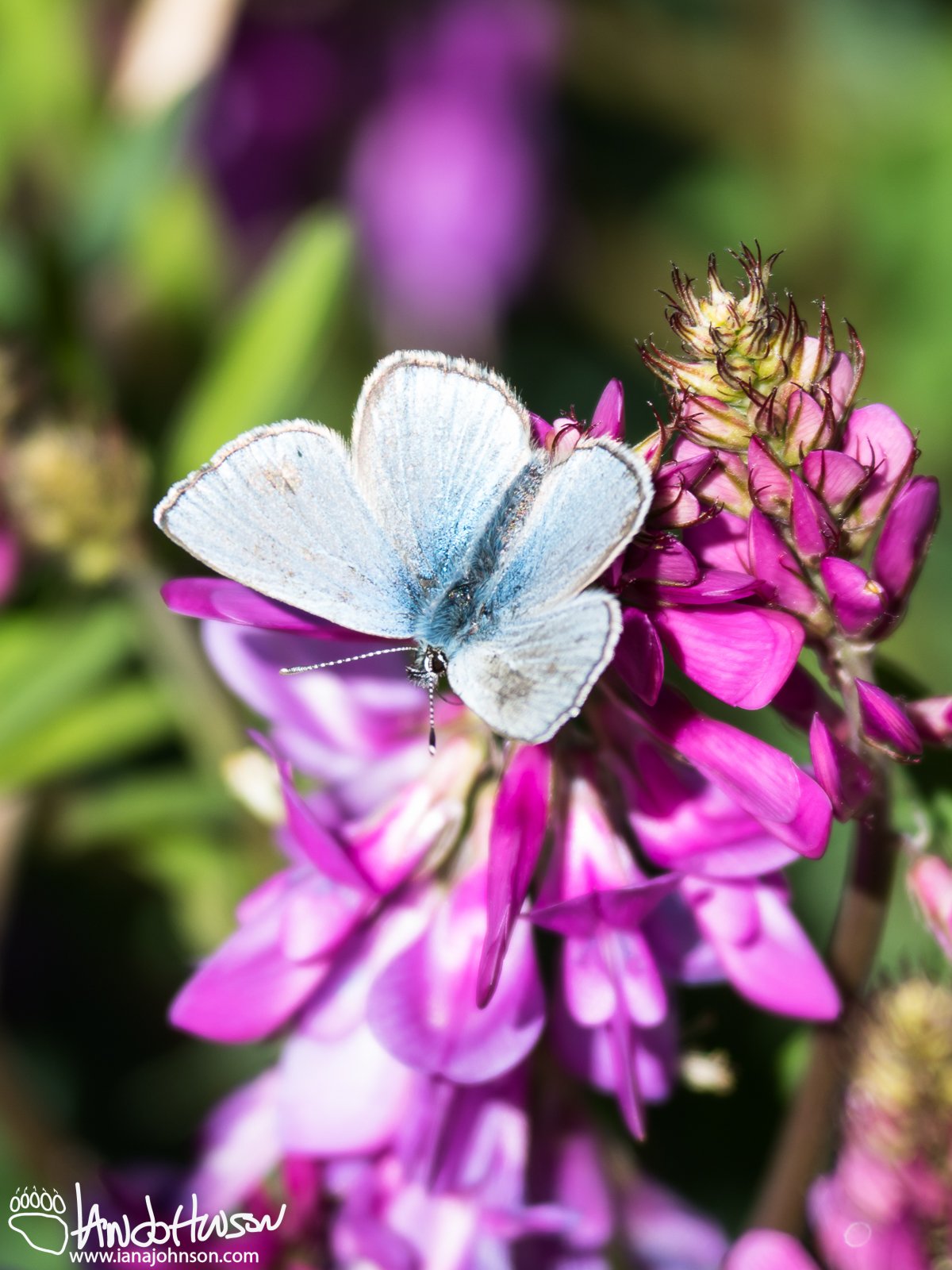Wild Sweet Pea ( Hedysarum mackenzii), Fort Yukon, Alaska