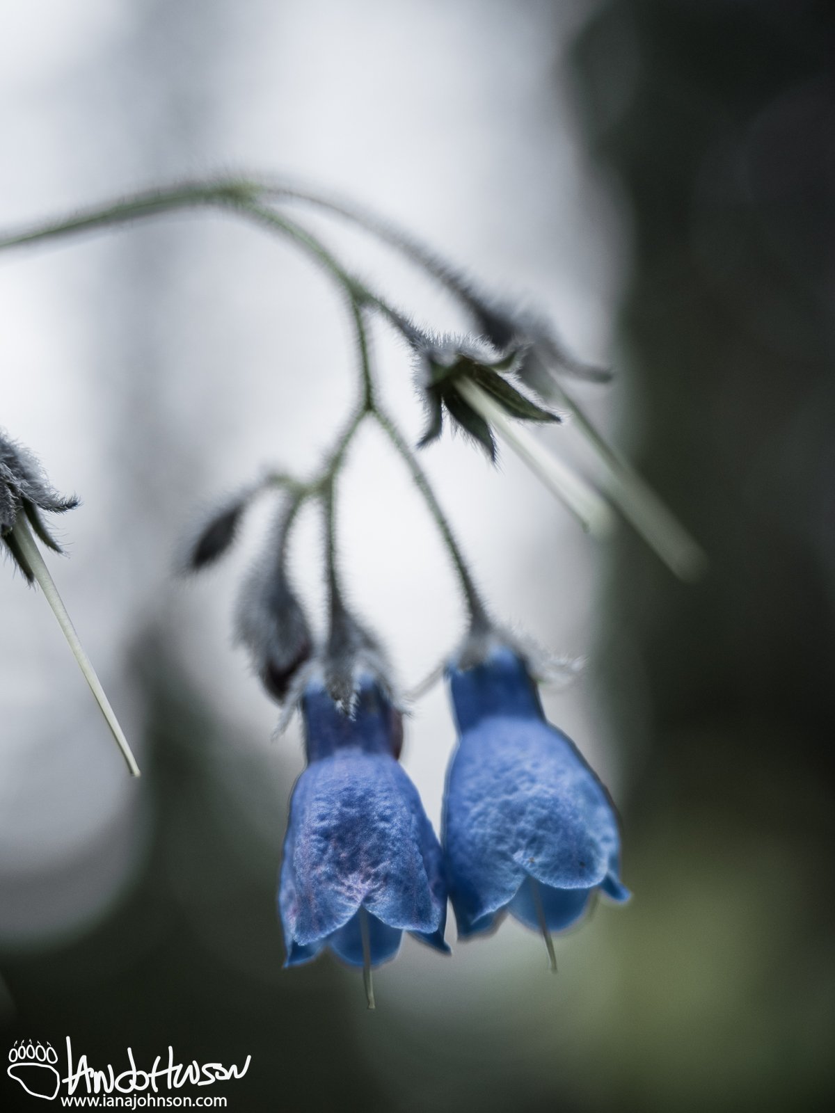 Bluebell (Mertensia spp), Fairbanks, Alaska