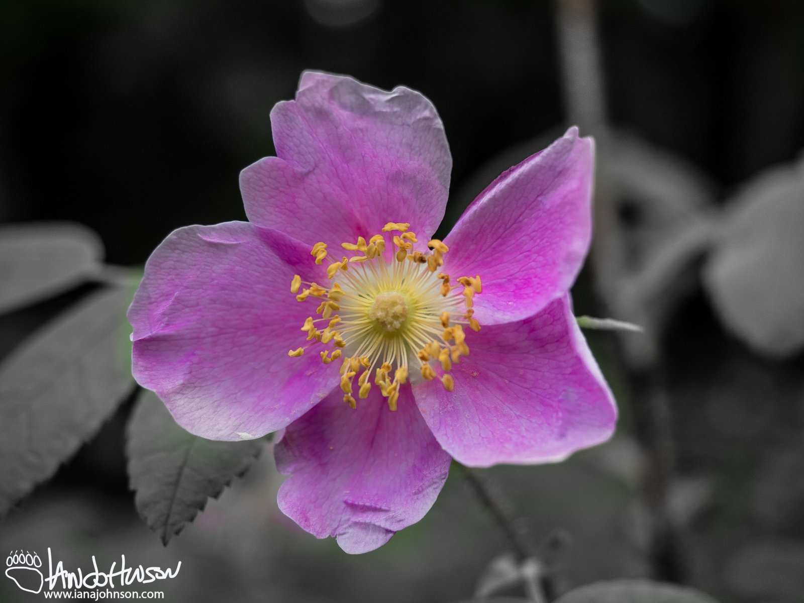 Wild Rose (Rosa spp), Fairbanks, Alaska