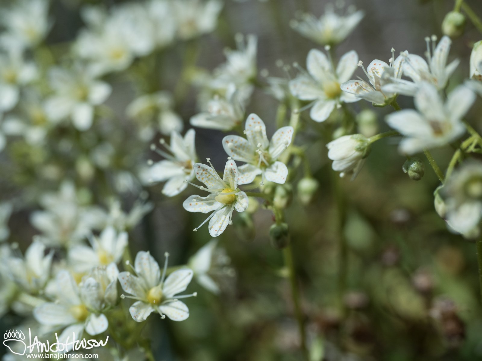 Prickley Saxifrage (Saxifraga tricuspidata), Denali National Park, Alaska