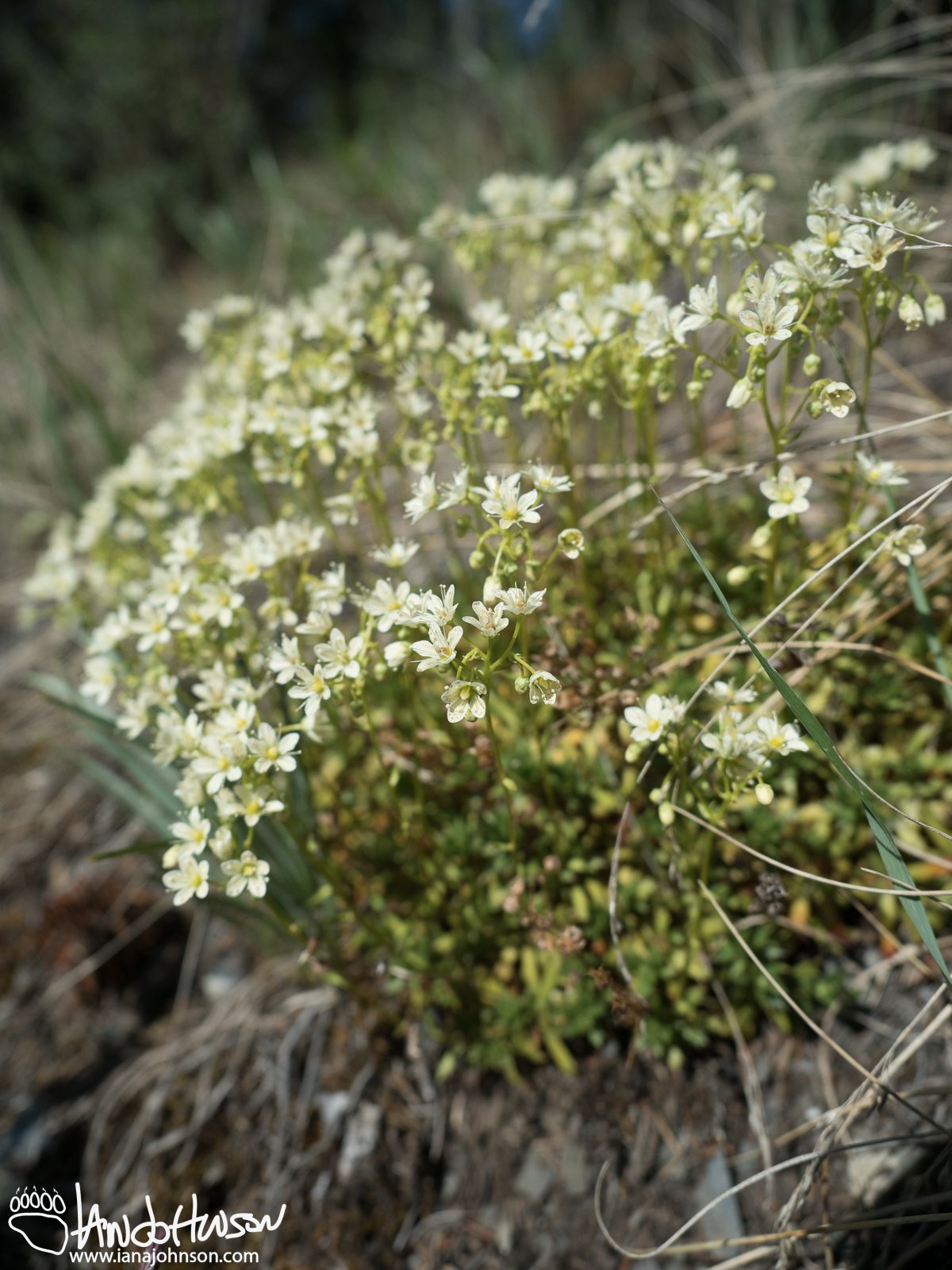 Prickley Saxifrage (Saxifraga tricuspidata), Denali National Park, Alaska