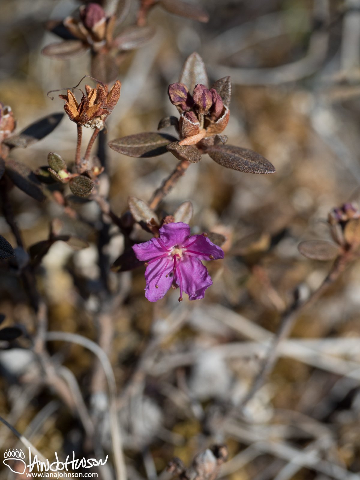 Lapland Rosebay (Rhododendron lapponicum), Denali National Park, Alaska