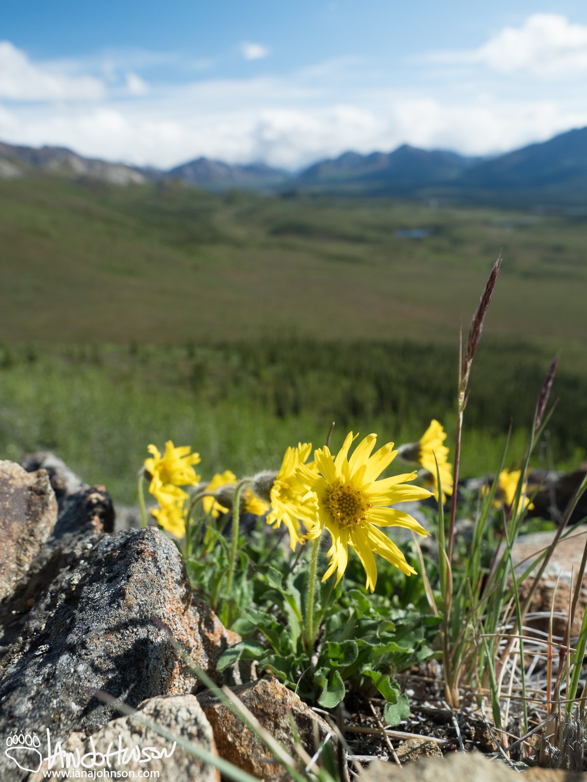 Arinca (perhaps Frigid Arnica), Denali National Park, Alaska