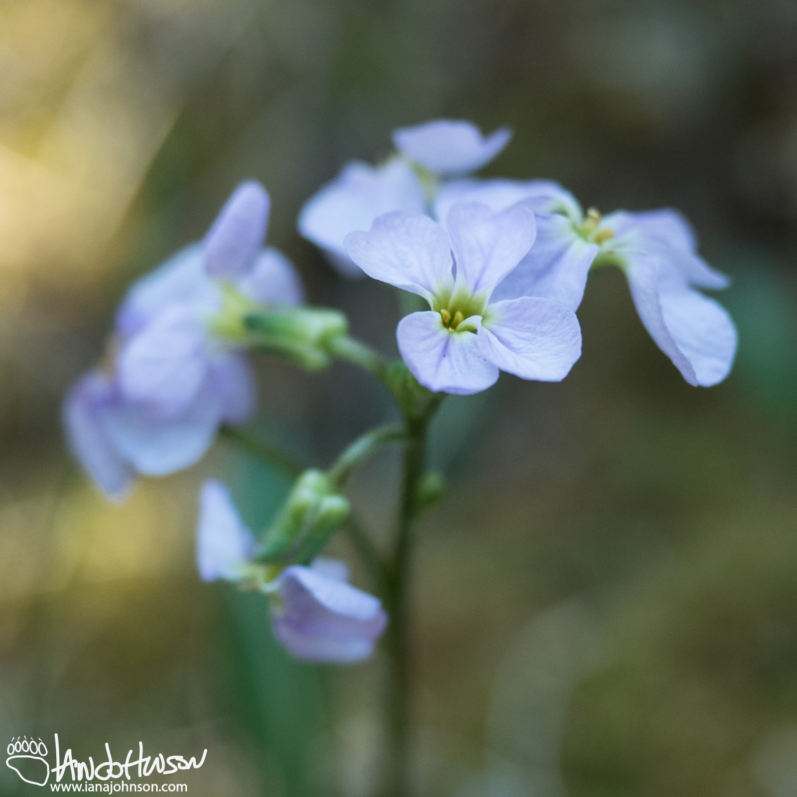 Parry's Wallflower (Parrya nudicaulis), Denali National Park, Alaska