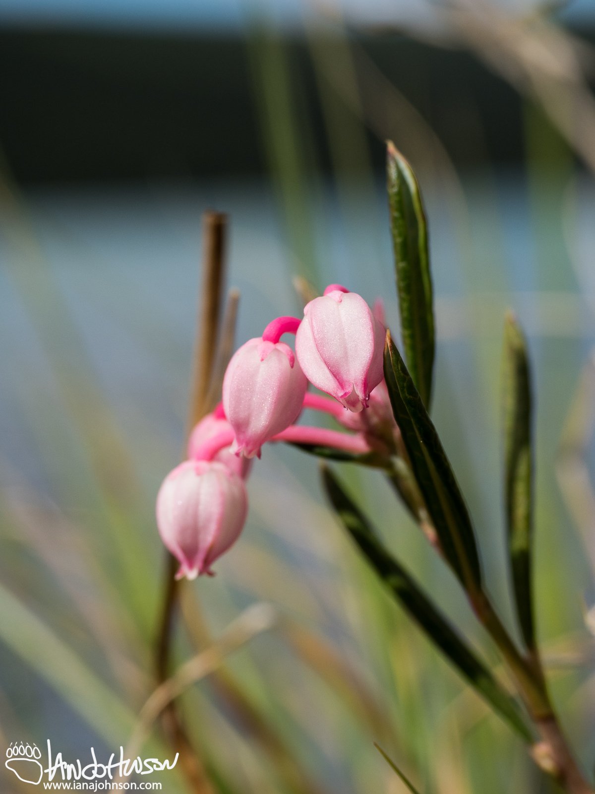 Bog Rosemary (Andromeda polifolia), Denali National Park, Alaska