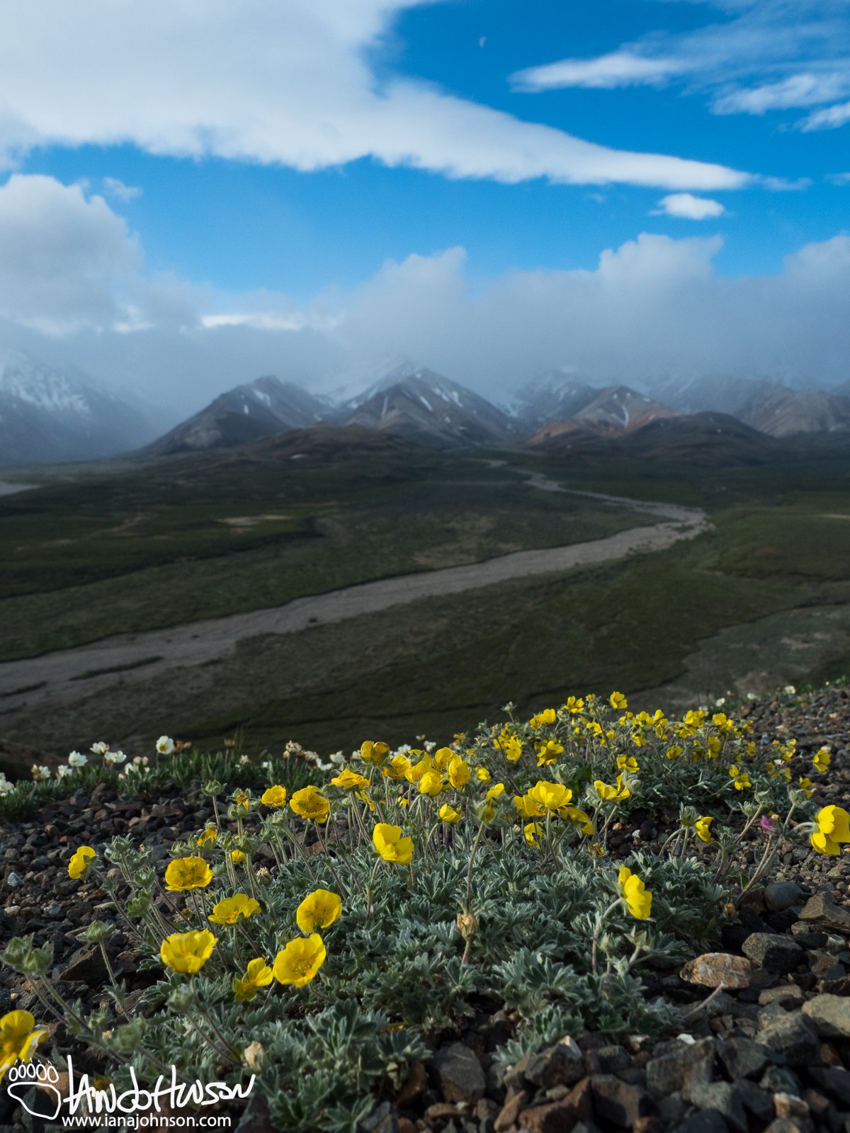 One Flower Cinquefoil (Potentilla uniflora), Denali National Park, Polychrome Overlook, Alaska