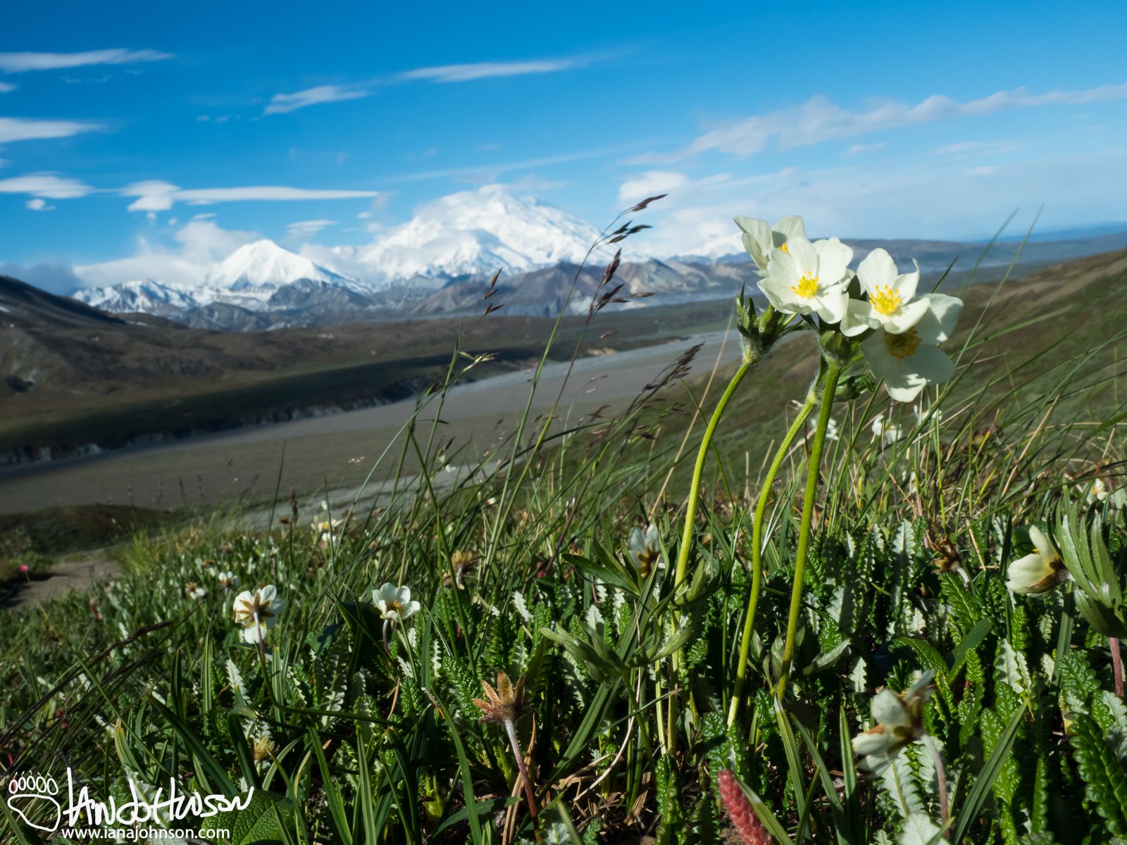 Narcissus-flowered Anenome (Anemome narcissiflora), Denali National Park, Eilson Visitor Center, Alaska