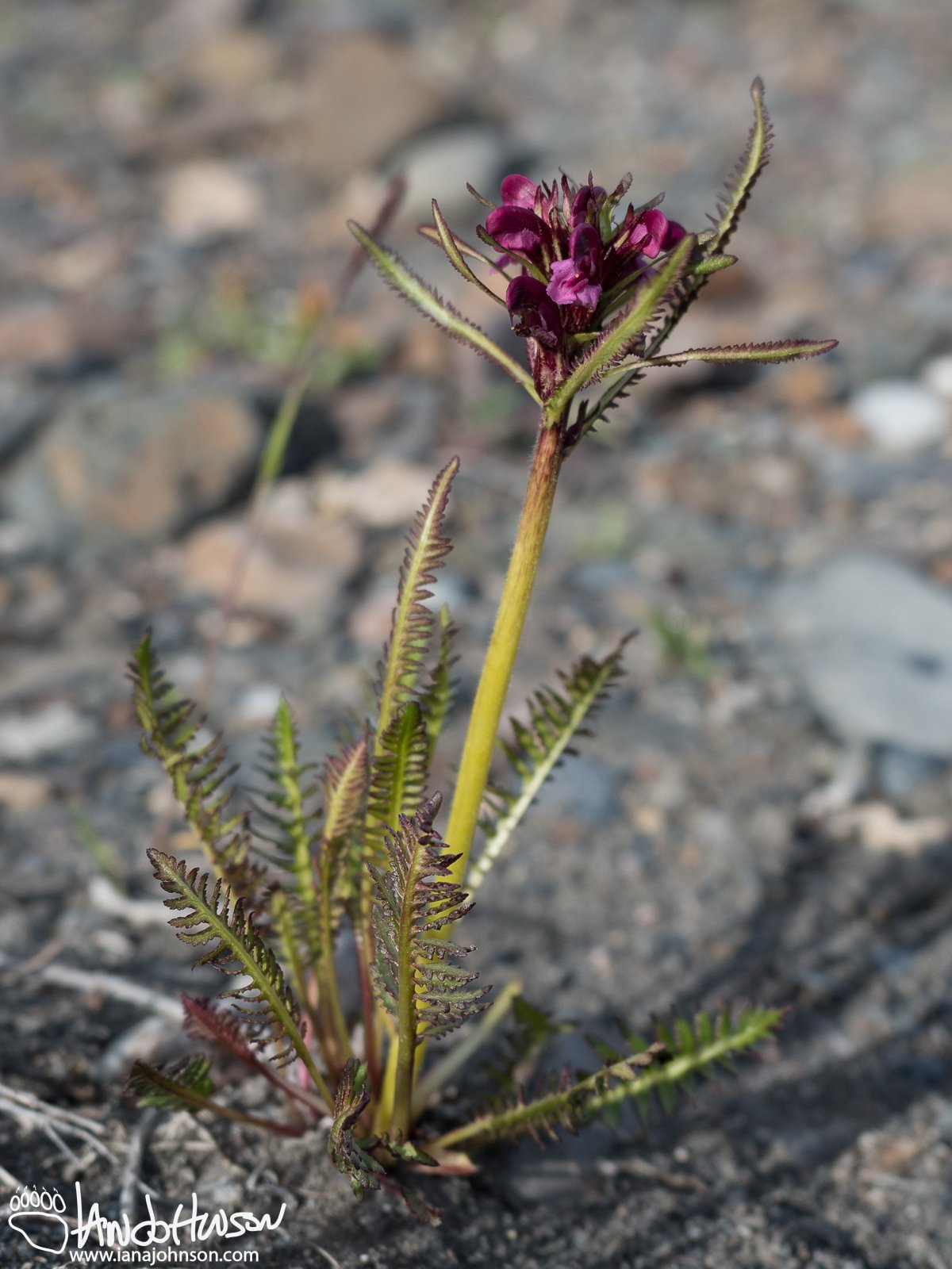 Landsdorf's Lousewort (Pedicularis langsdorfii), Denali National Park, Alaska