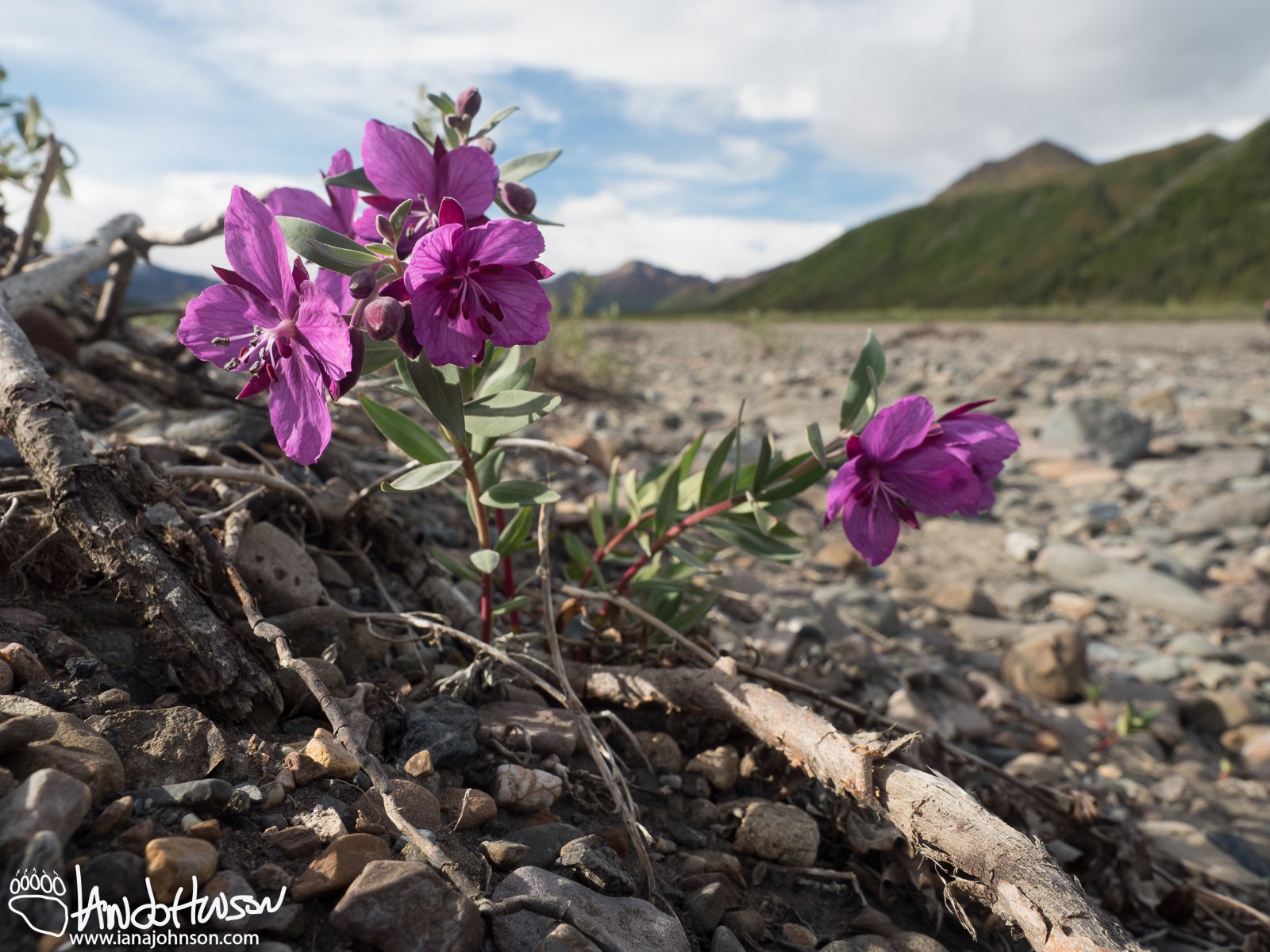 Dwarf Fireweed/River Beauty (Chamerion latifolium), Denali National Park, Alaska