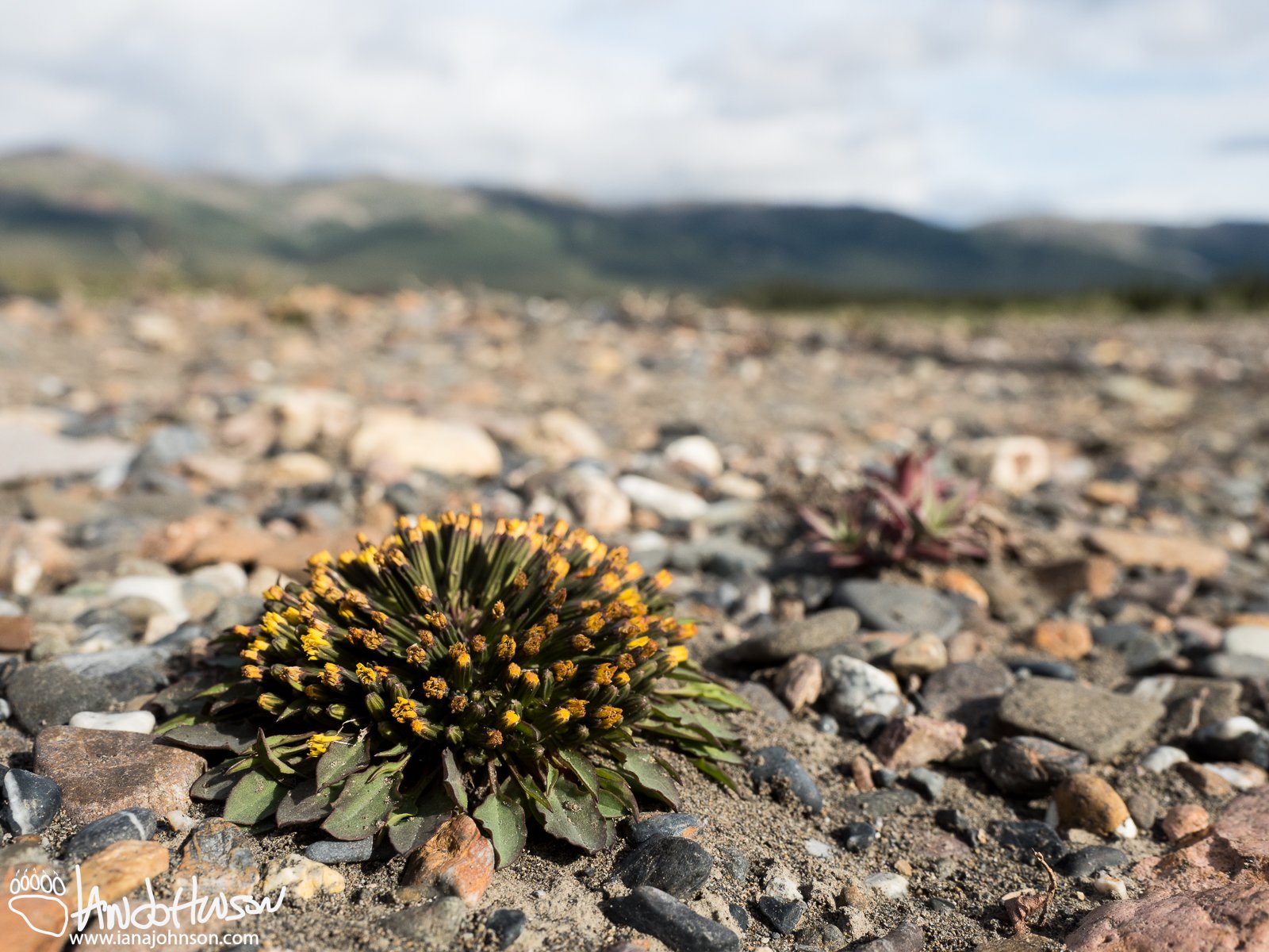 Dwarf Hawksbeard (Crepis nana), Denali National Park, Alaska