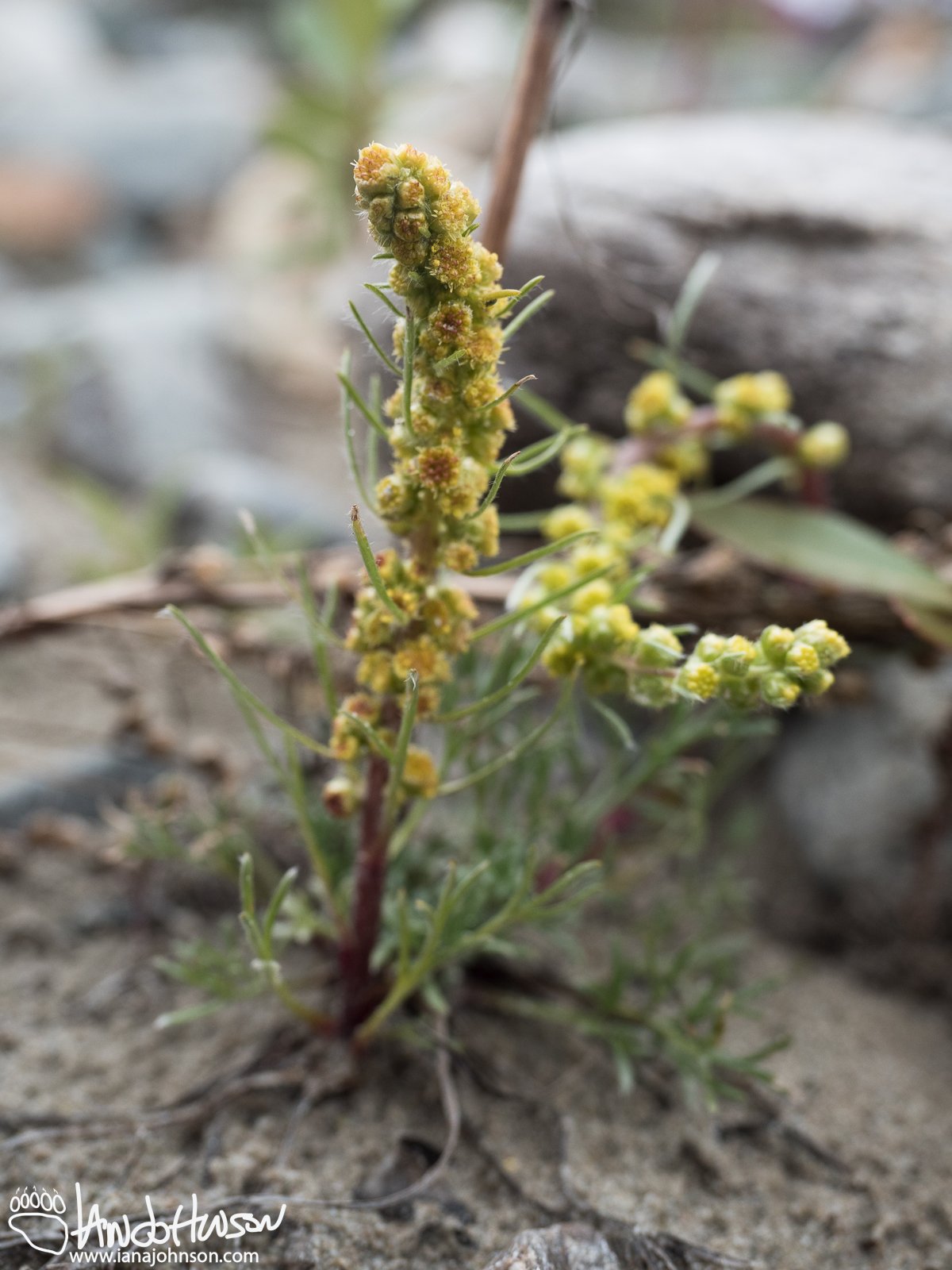 Arctic Wormwood (Artemisia alaskana), Denali National Park, Alaska