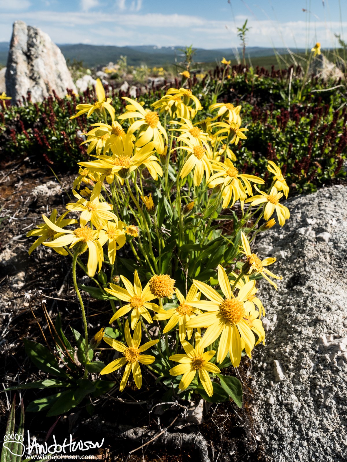 Frigid Arnica (Arnica frigida), Dalton Highway/Haul Road, Finger Mountain, Alaska