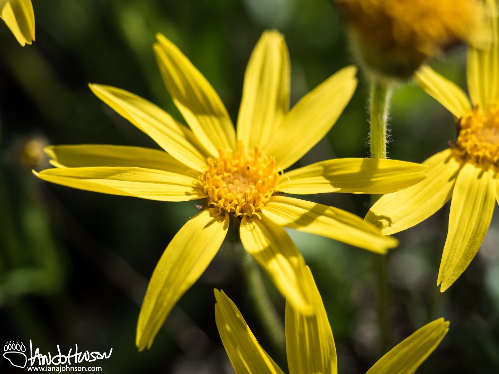 Frigid Arnica (Arnica frigida), Dalton Highway/Haul Road, Finger Mountain, Alaska