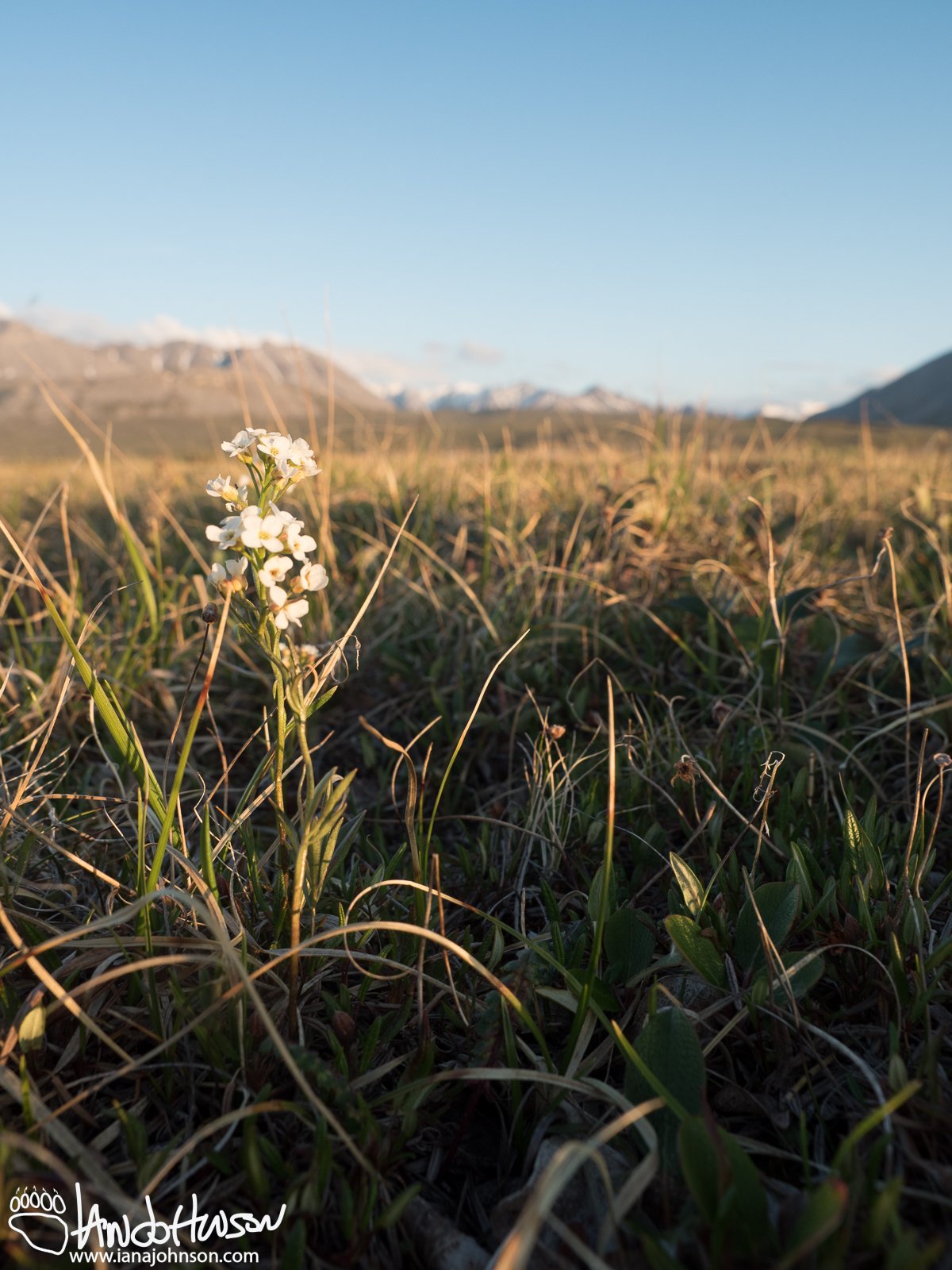 Cuckoo Flower (Cardamine pratensis), Galbraith Lake, North Slope, Alaska