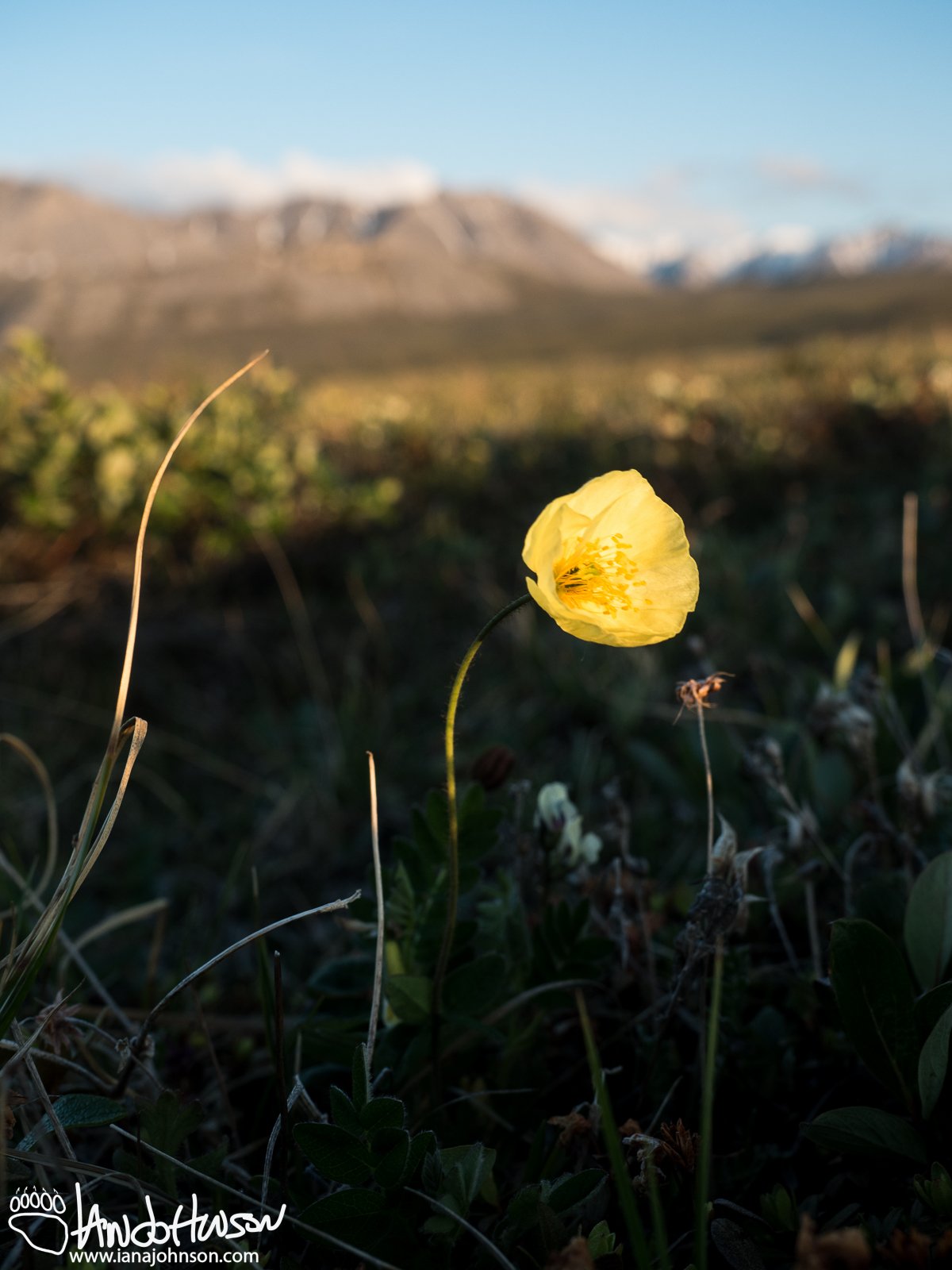 Arctic Poppy/Alaska Poppy (Papaver gorodkovii), Galbraith Lake, North Slope, Alaska