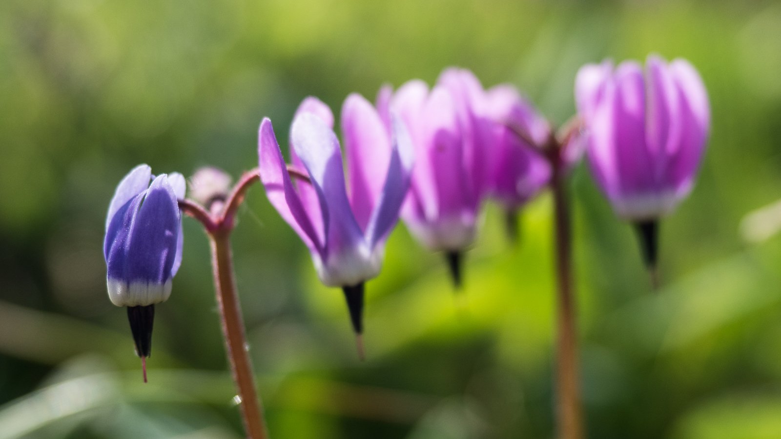 Frigid Shooting Star (Primula frigida), Galbraith lake, Alaska