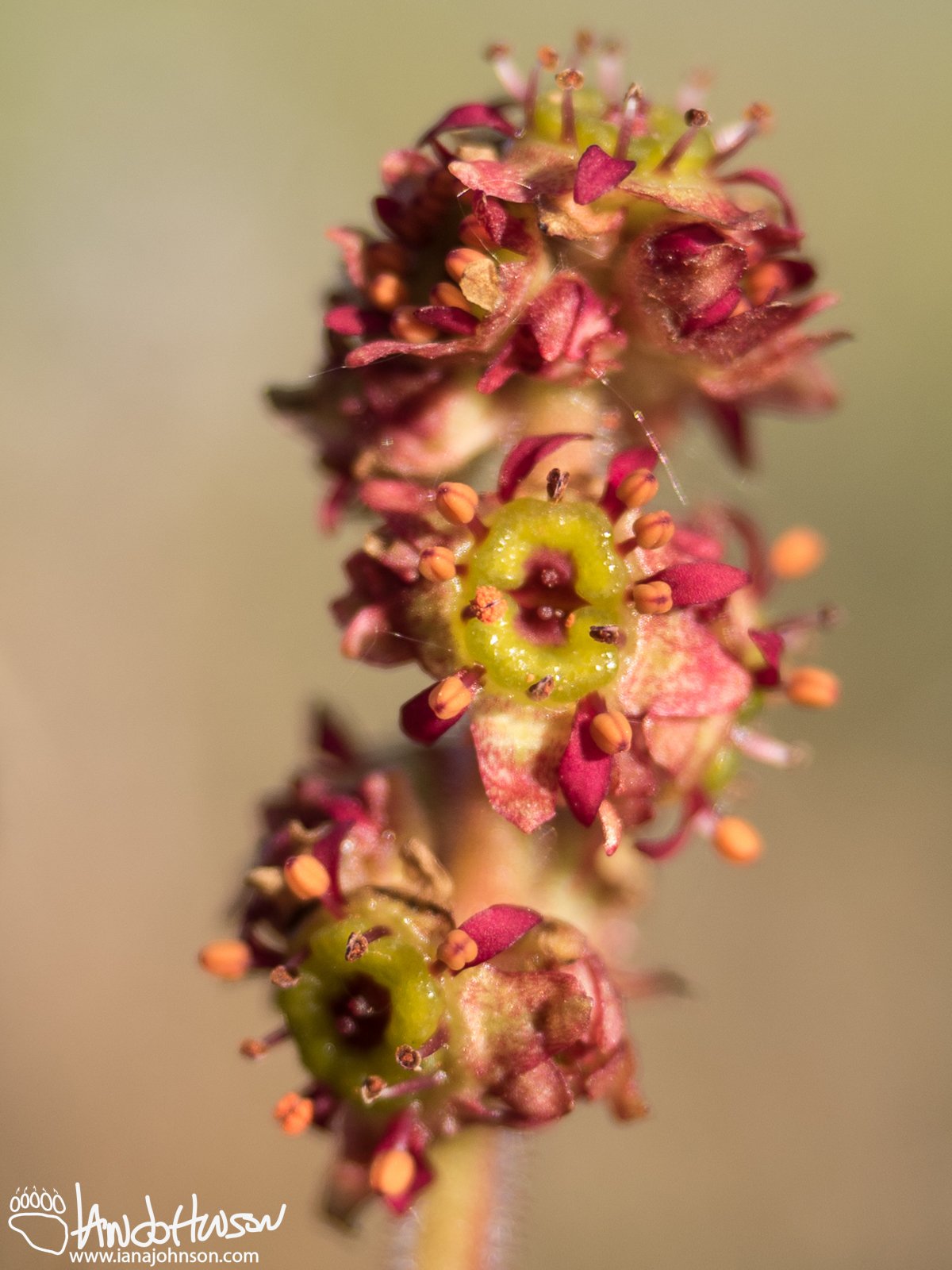 Common Name Unknown ( Micranthes hieraciifolia), Galbraith Lake, Alaska