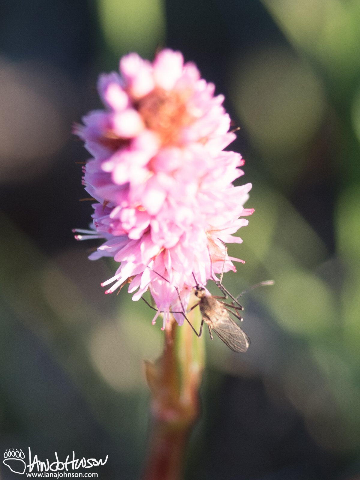 Pink Plumes (Bistorta plumosa), Galbraith Lake, Alaska