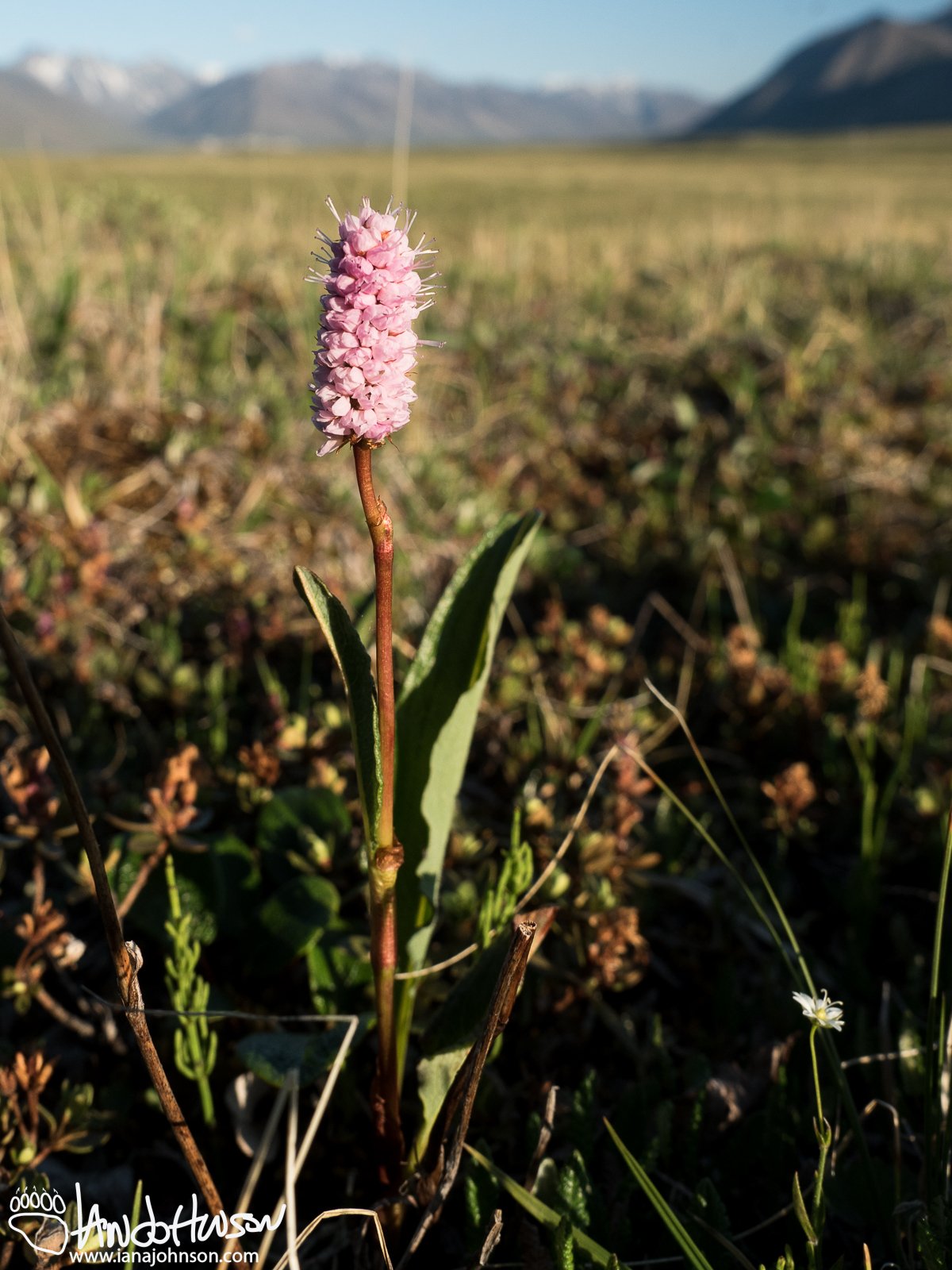 Pink Plumes (Bistorta plumosa), Galbraith Lake, Alaska