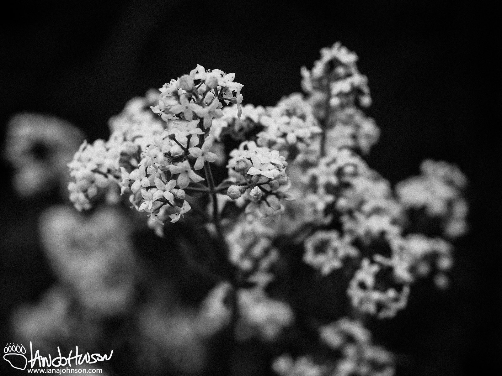 Fragrant Bedstraw (Galium triflorum), Chatanika River, Alaska