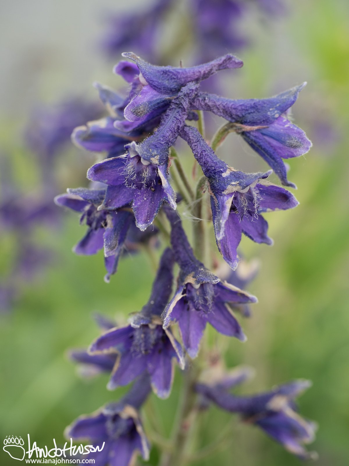 Larkspur (Delphinium brachycentrum), Denali Highway, Tangle Lakes, Alaska