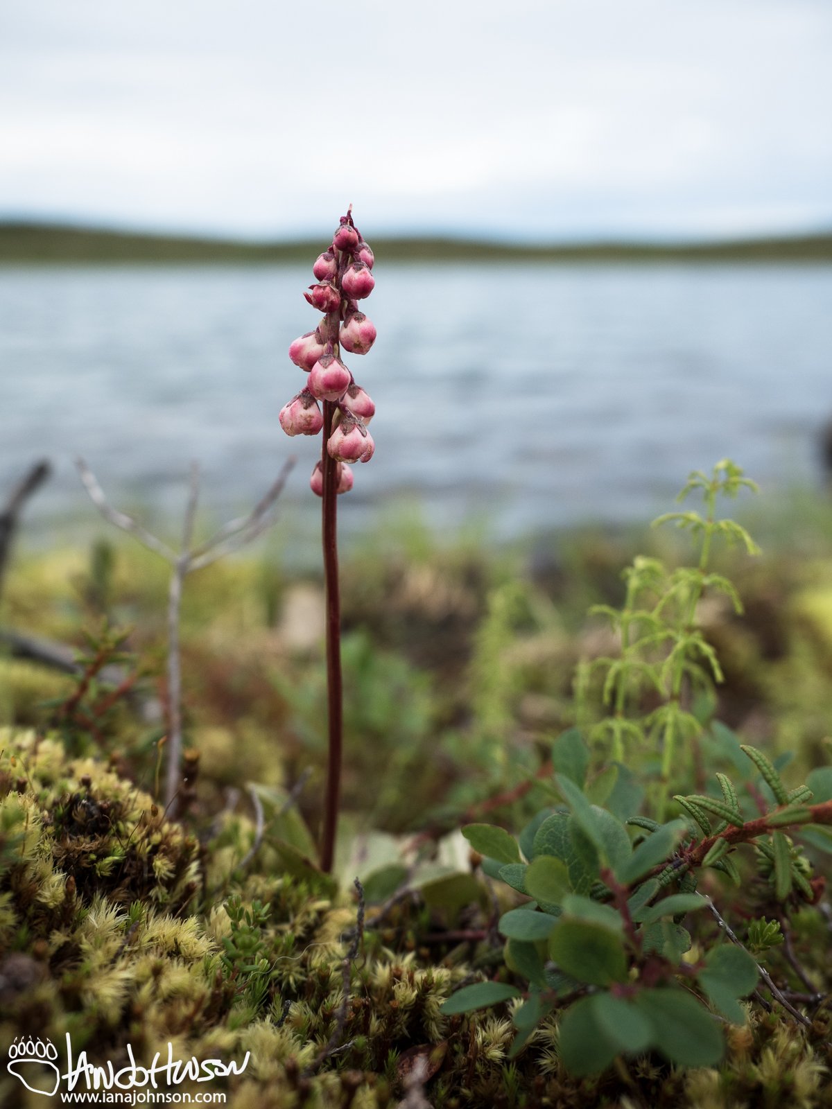 Wildflowers of Alaska