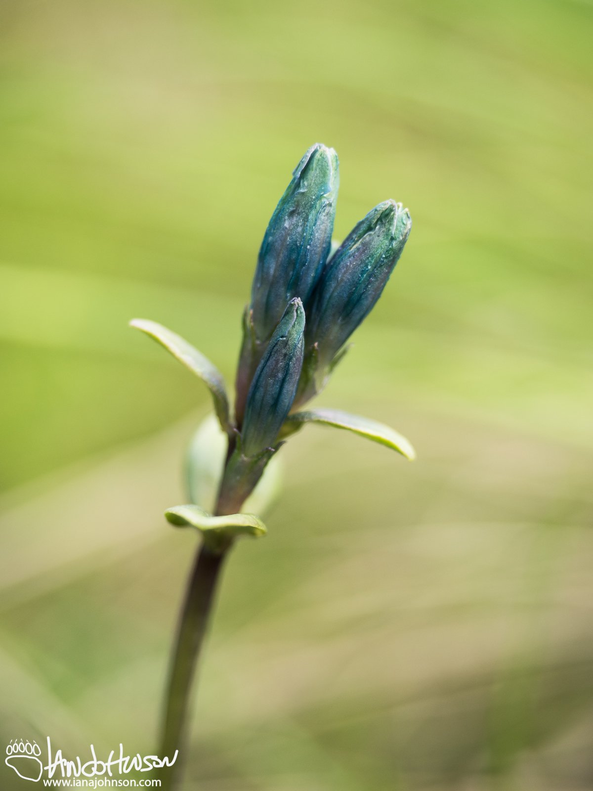 Pale Gentian (Gentiana glauca), Denali Highway, Alaska