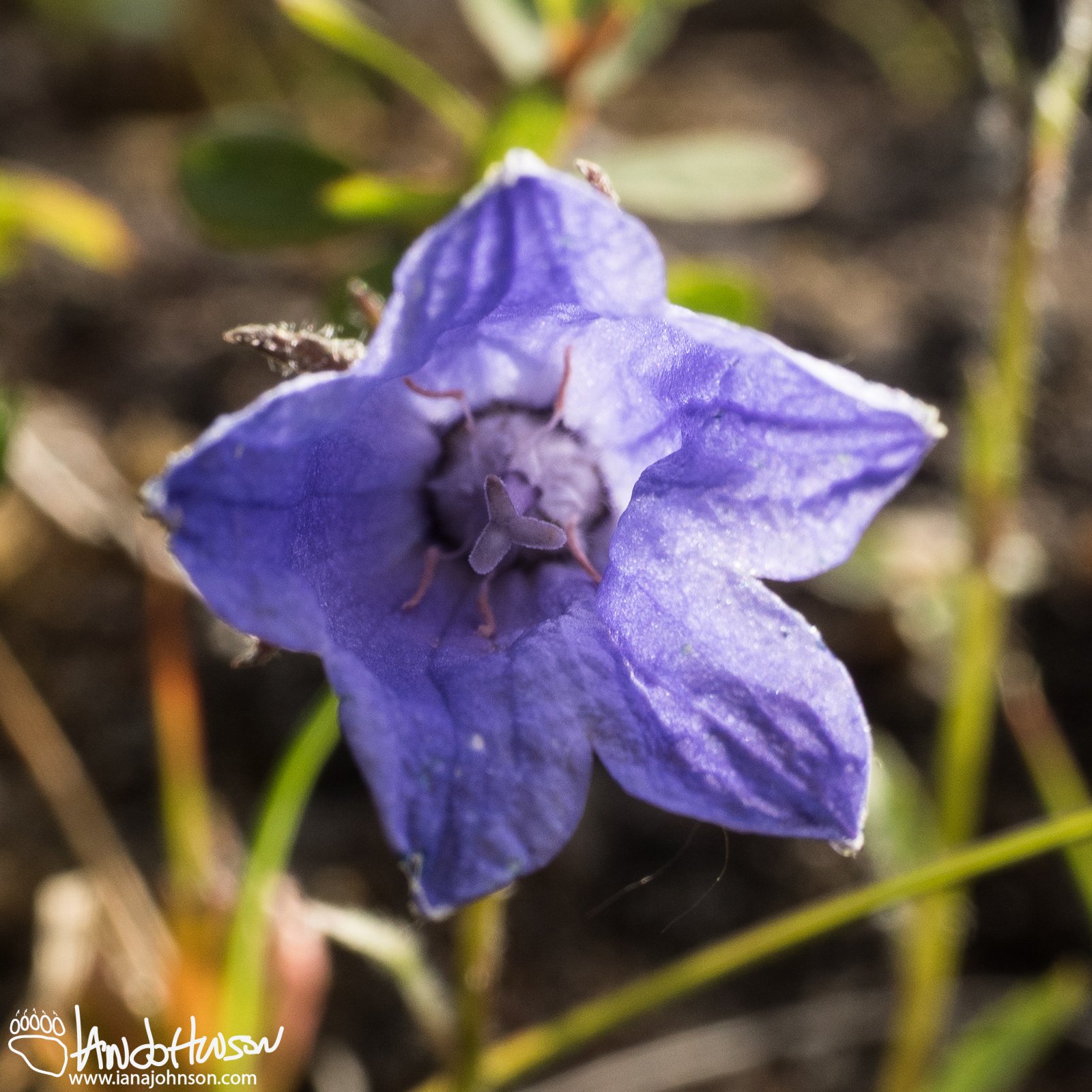 Harebell (Asyneuma), Twelvemile Summit, Alaska, August