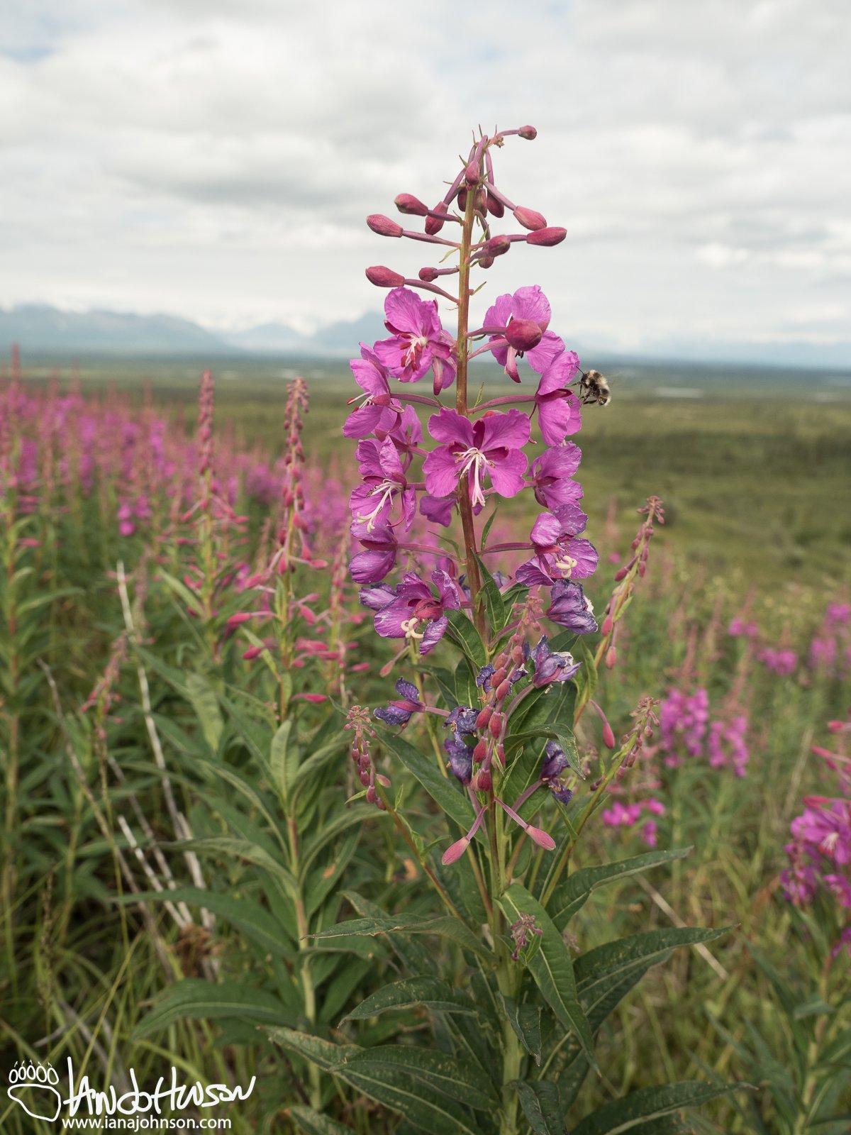 Fireweed (Chamerion angustifolium) and Tri-colored Bumblebee, Denali Highway, Alaska
