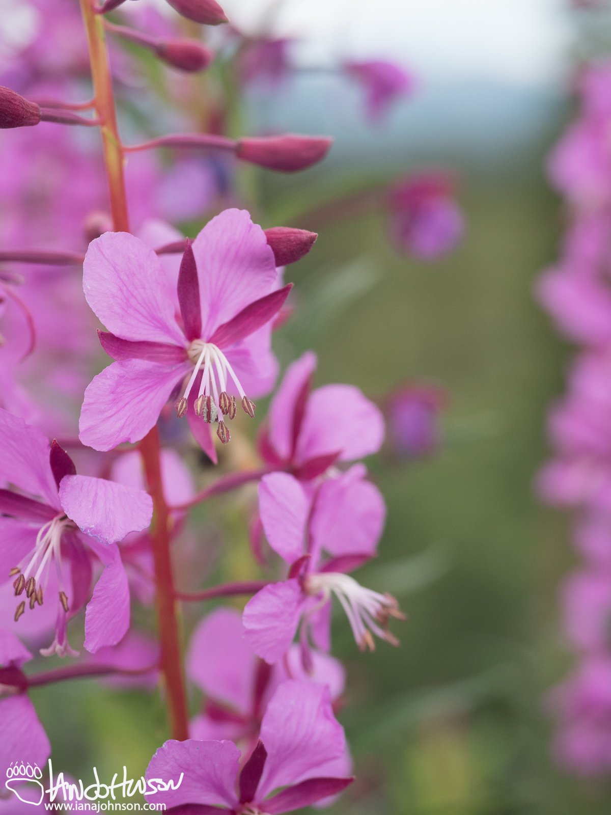 Fireweed (Chamerion angustifolium), Denali Highway, Alaska