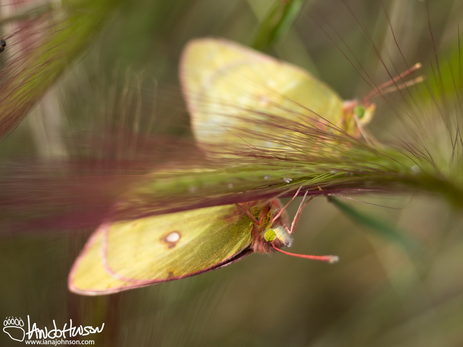 Squirrel Tail Grass, Northern Sulphur Butterflies, Glenn Highway, Matanuska Glacier, Alaska